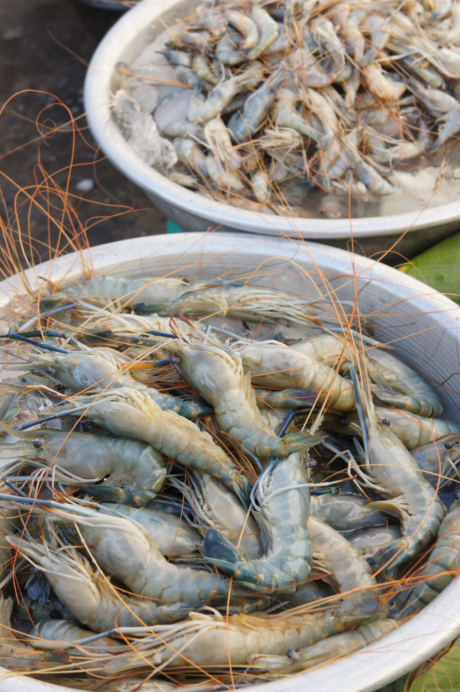 Sony Alpha NEX-5 sample photo. Crabs, market, meat photography