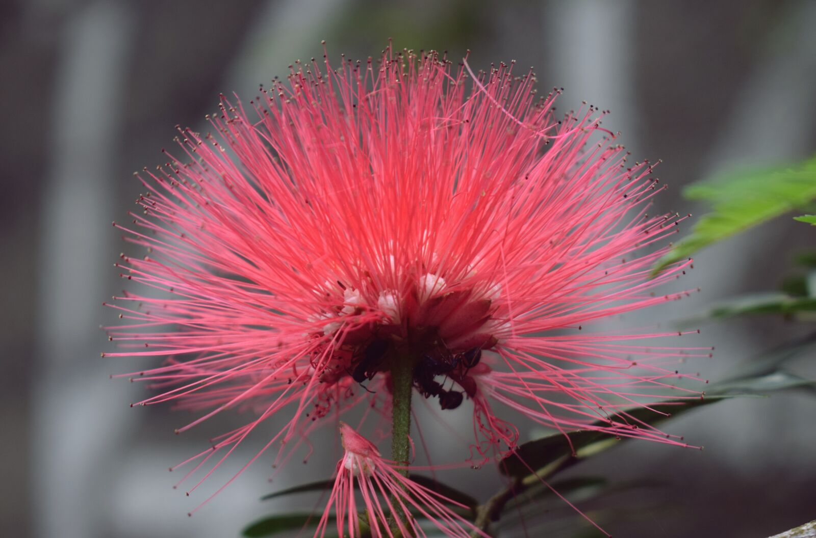 Nikon D5300 sample photo. Flower, plant, flora photography