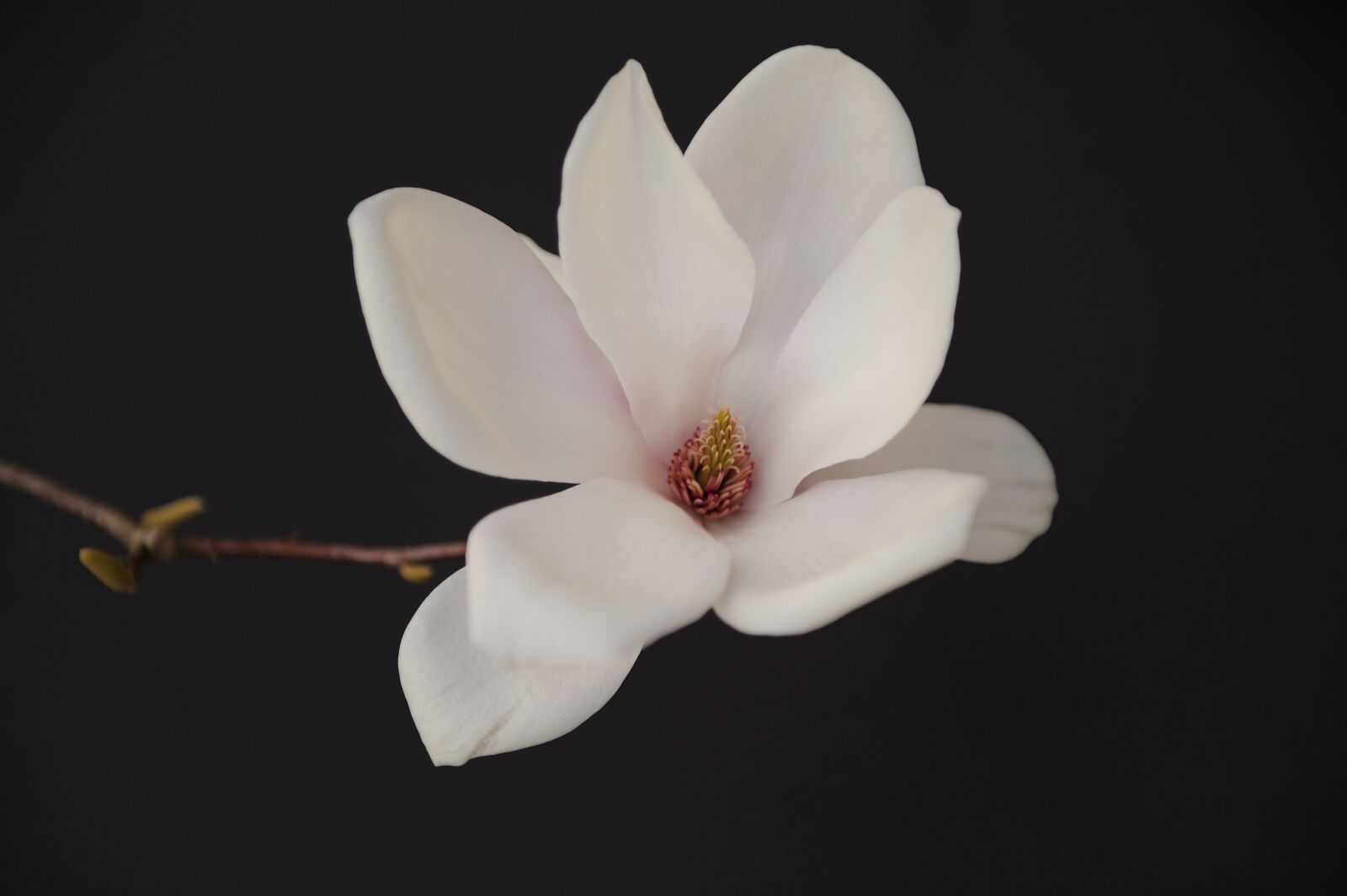 Nikon D700 sample photo. Magnolia, blossom, bloom photography
