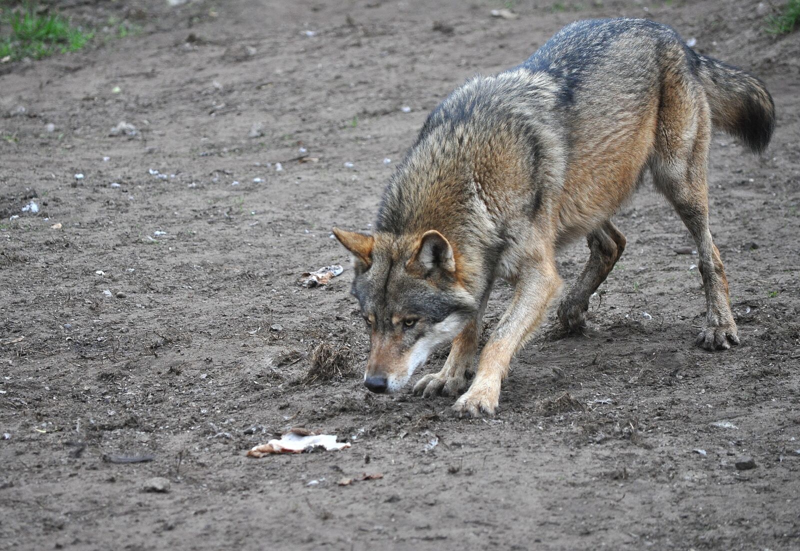 Nikon D5000 sample photo. Wolf, eurasian wolf, animal photography