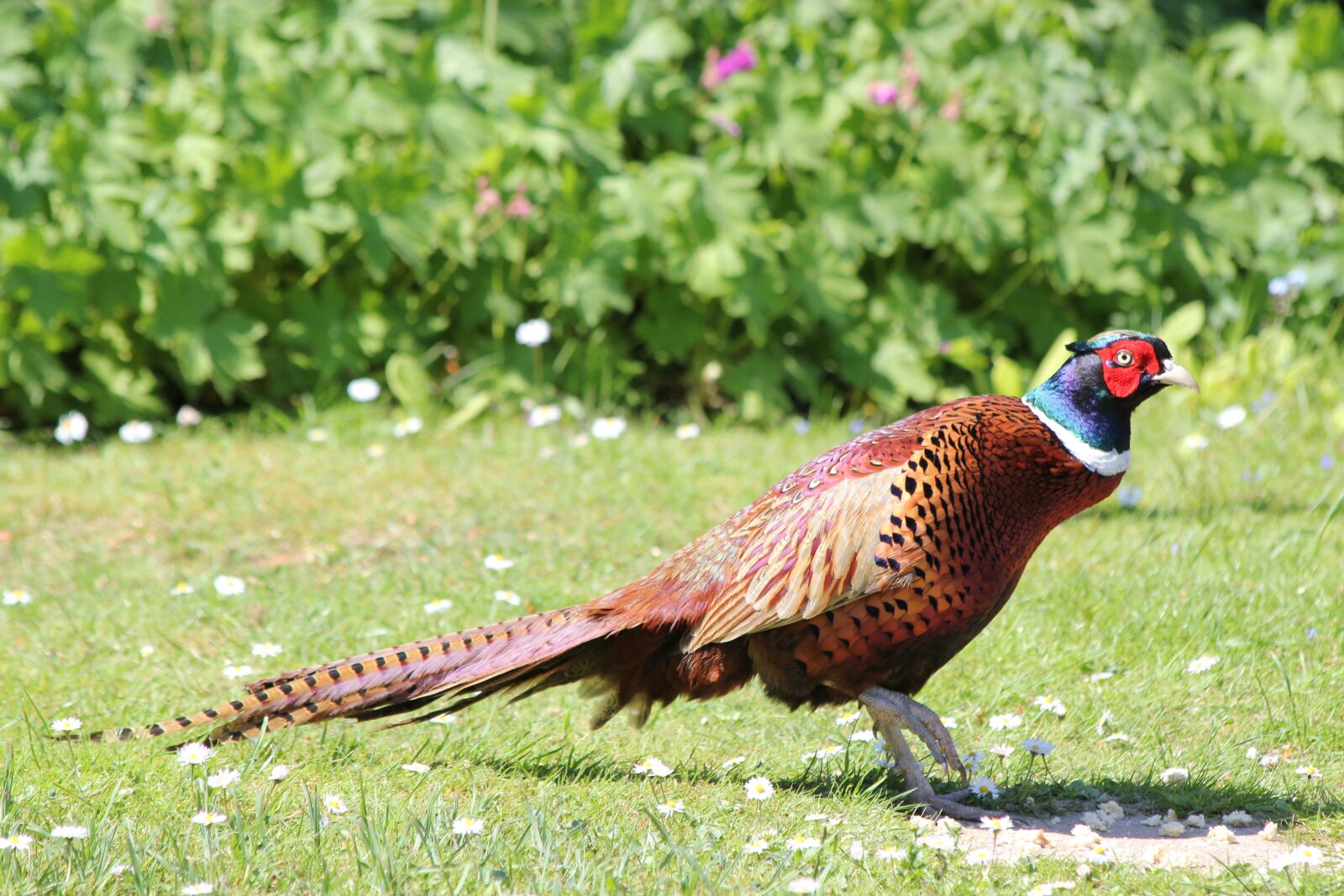 Canon EOS 550D (EOS Rebel T2i / EOS Kiss X4) sample photo. Pheasant, bird, garden photography