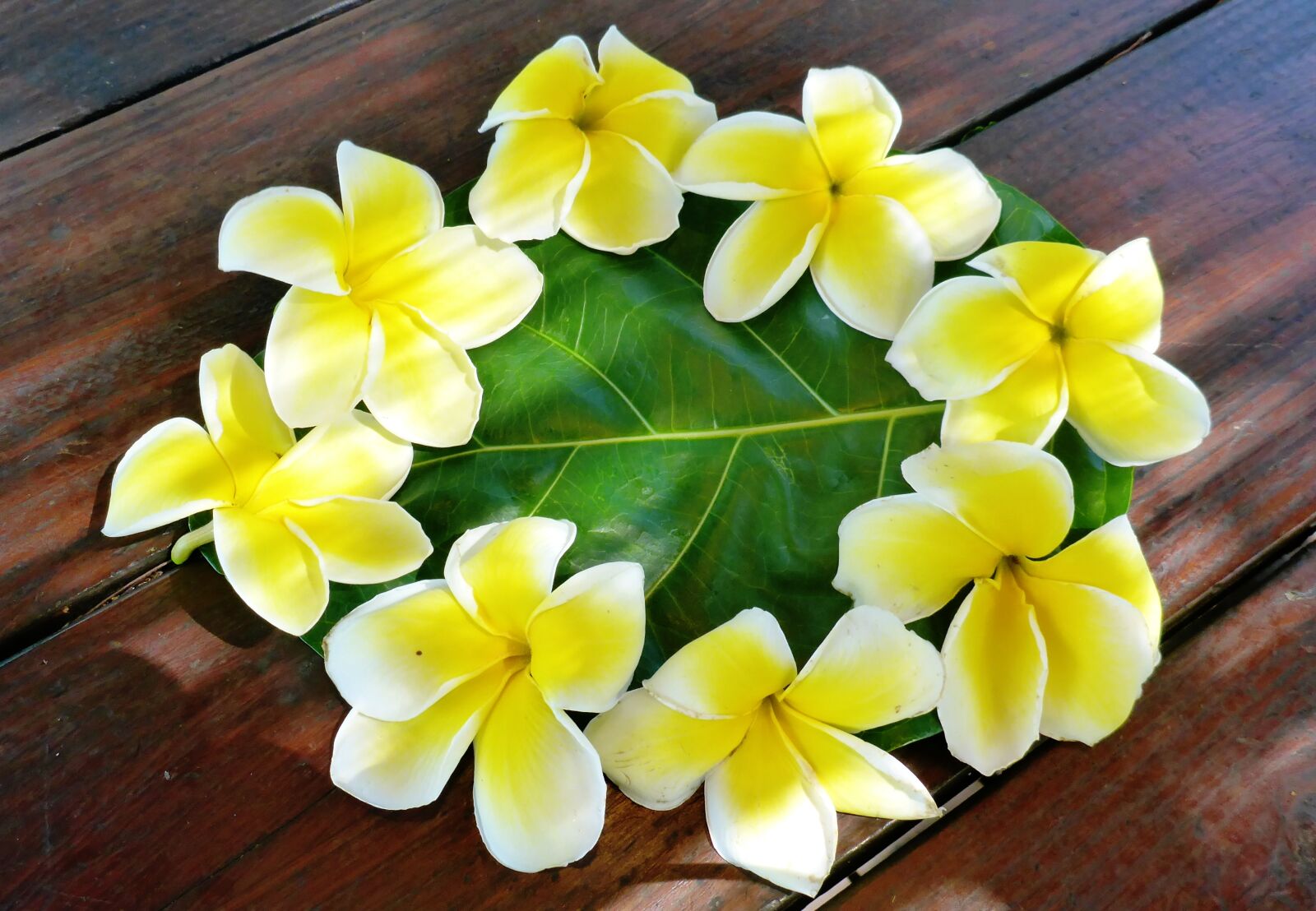 Panasonic Lumix DMC-TS5 (Lumix DMC-FT5) sample photo. Plumeria, flower, polynesia photography