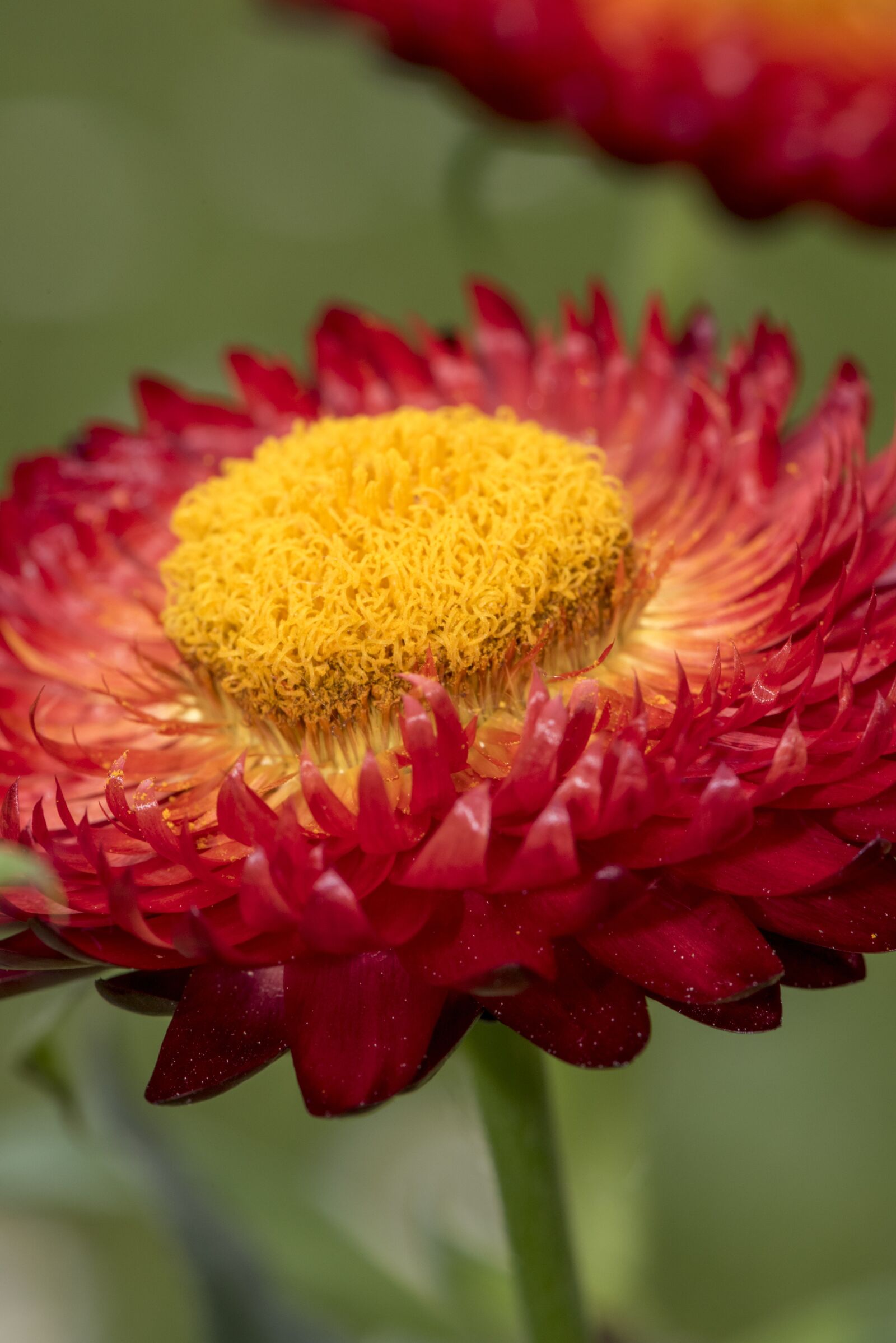 Nikon D750 sample photo. Italicum, flower, forever photography