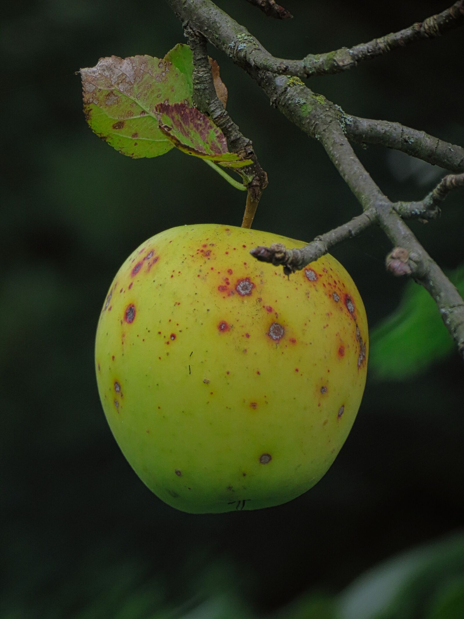 Canon PowerShot SX40 HS sample photo. Apple, fruit, natural photography