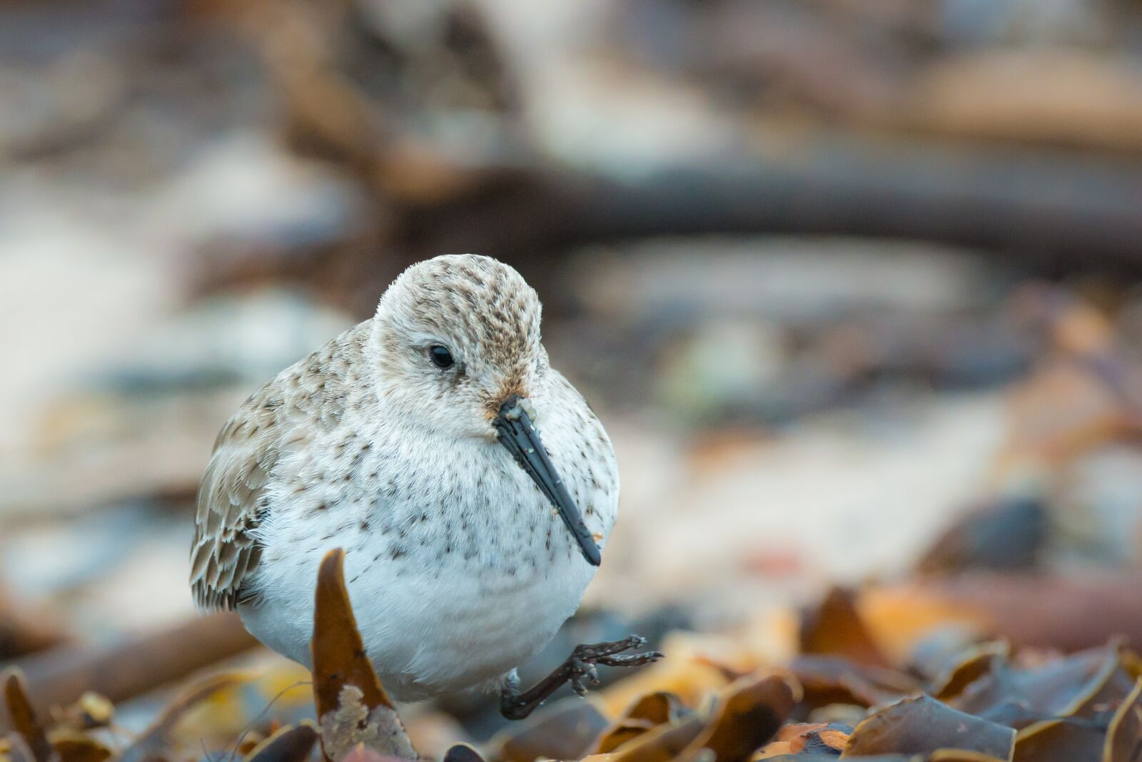 Nikon D800 sample photo. Sanderling, calidris alba, helgoland photography