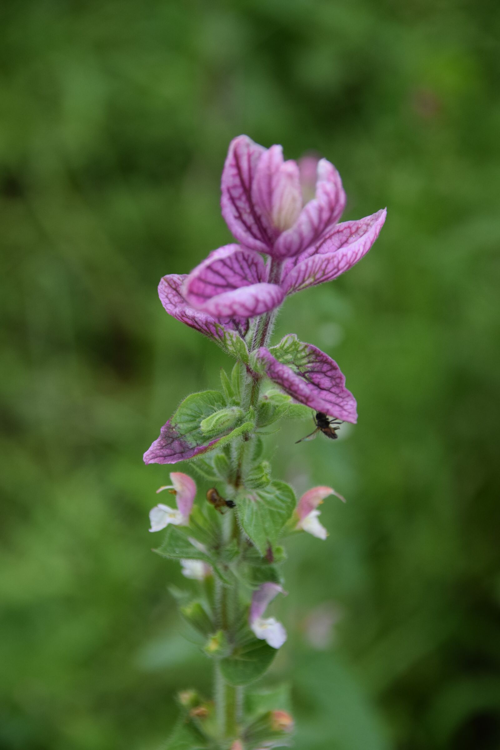 Nikon D5300 sample photo. Wild flower, normandy, summer photography
