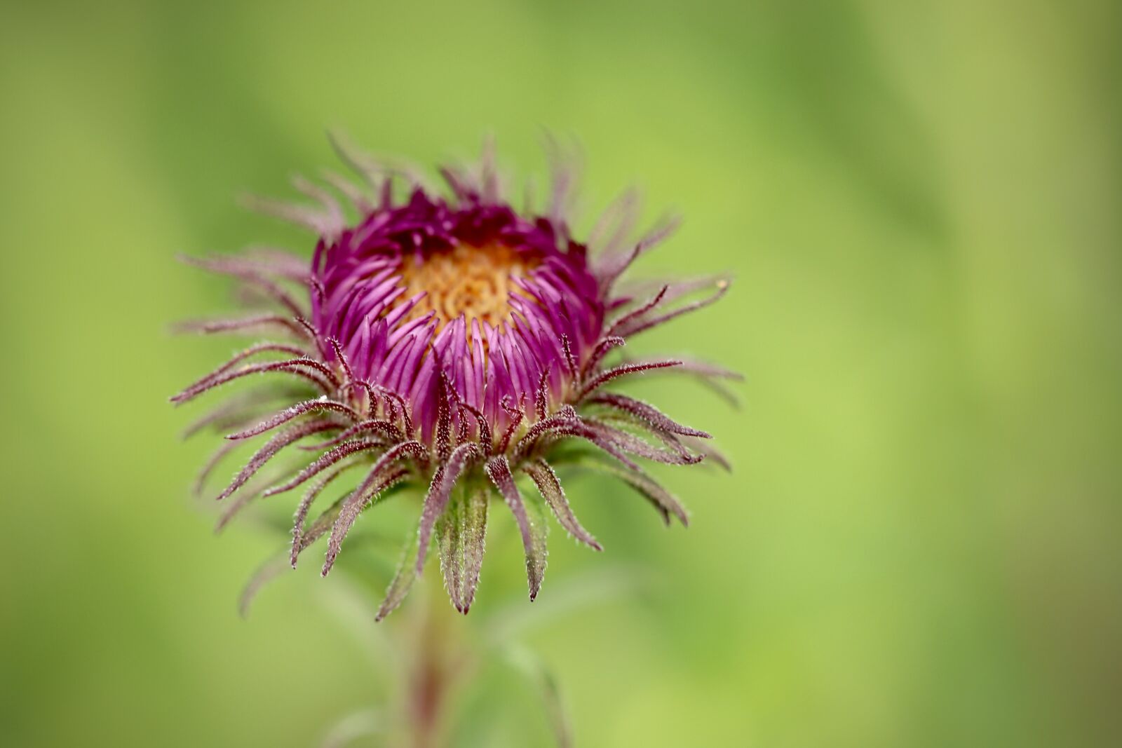 Canon EOS 800D (EOS Rebel T7i / EOS Kiss X9i) sample photo. Bud, petals, flower photography