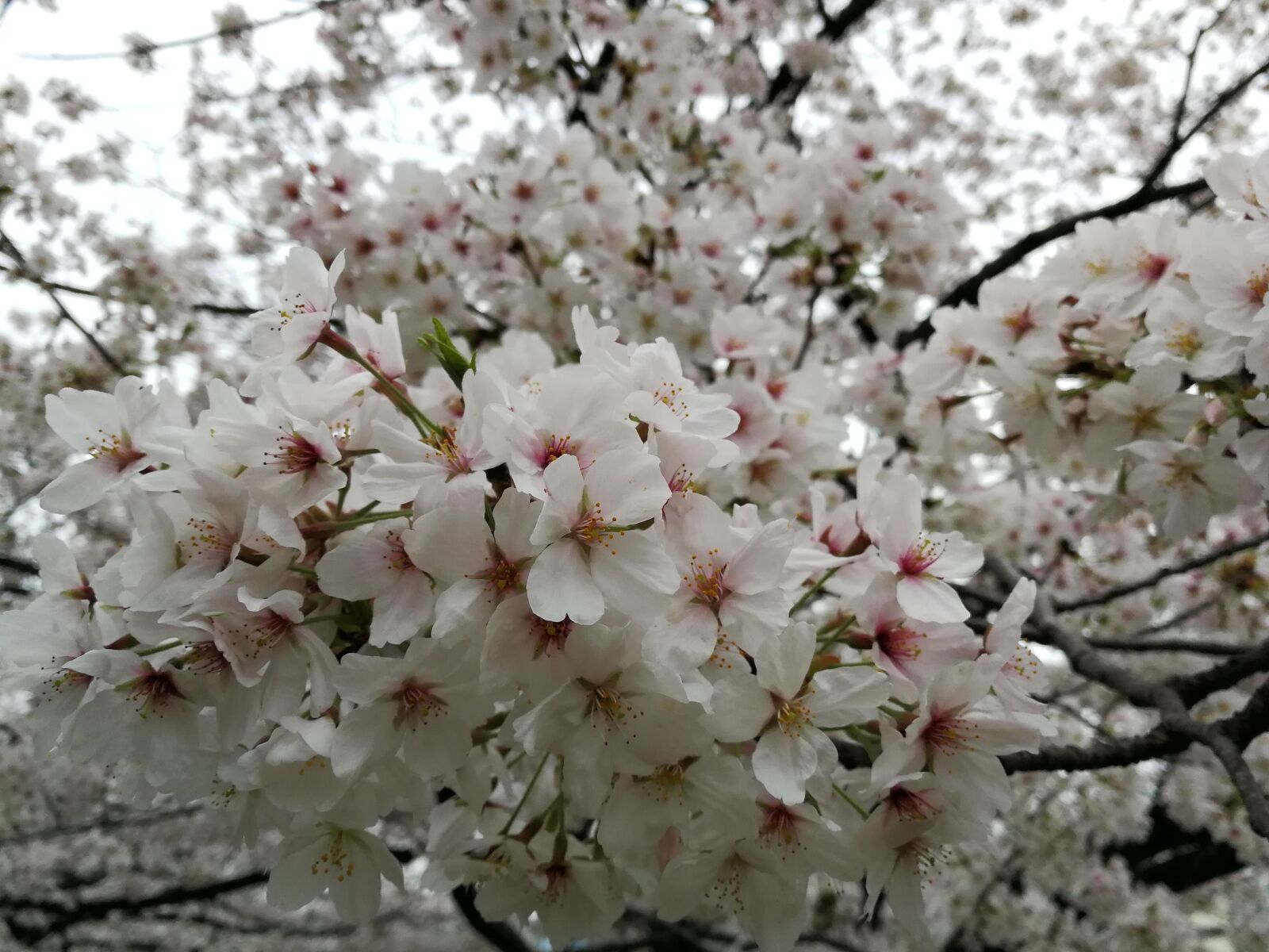 HUAWEI P10 sample photo. Cherry blossom, japan, pink photography