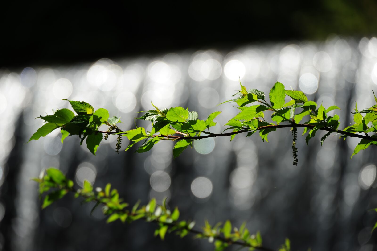 Nikon D700 sample photo. Plant, natural, leaf photography