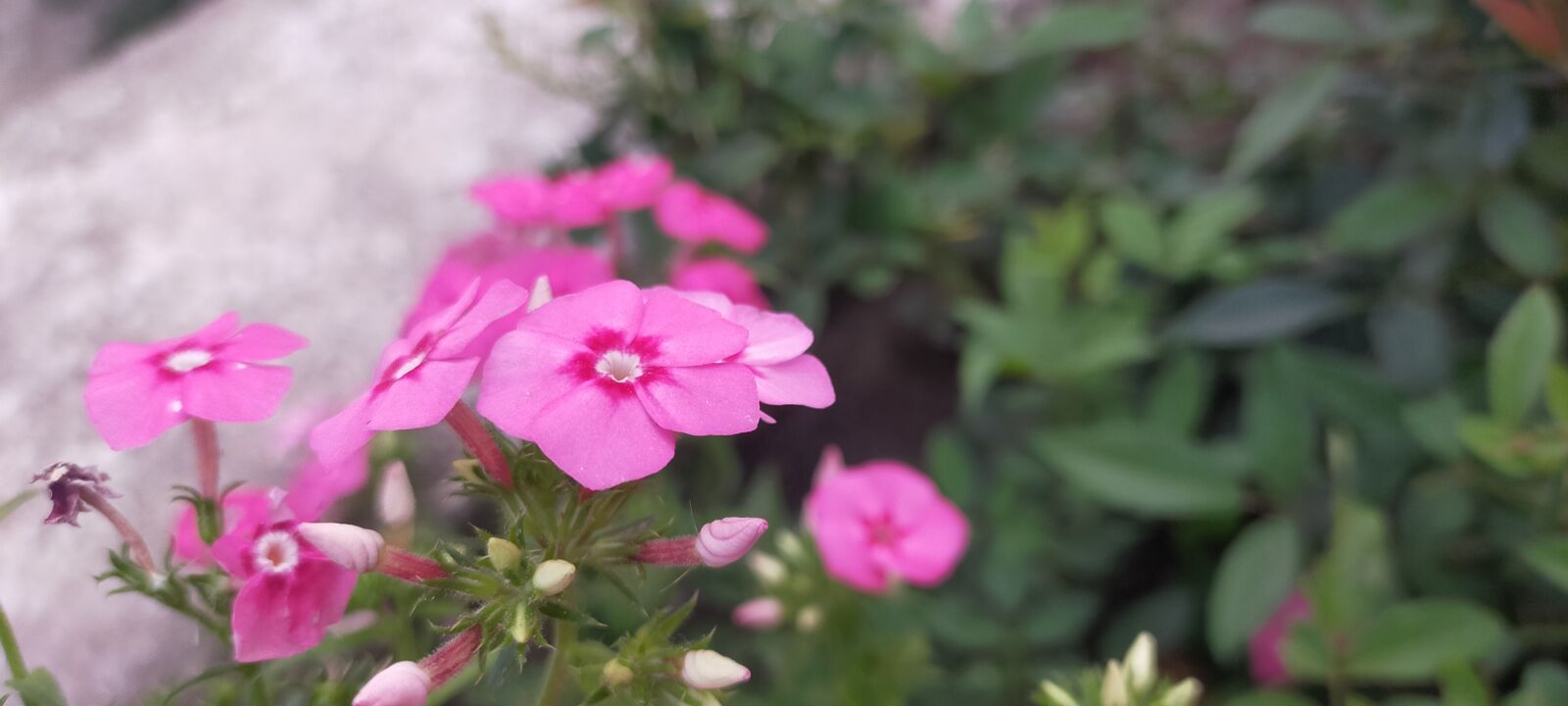 OPPO A9 2020 sample photo. Beautiful flowers, red flowers photography
