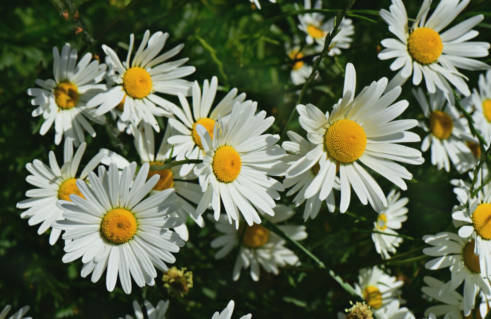Nikon D750 sample photo. Ox-eye daisy, flower, plant photography
