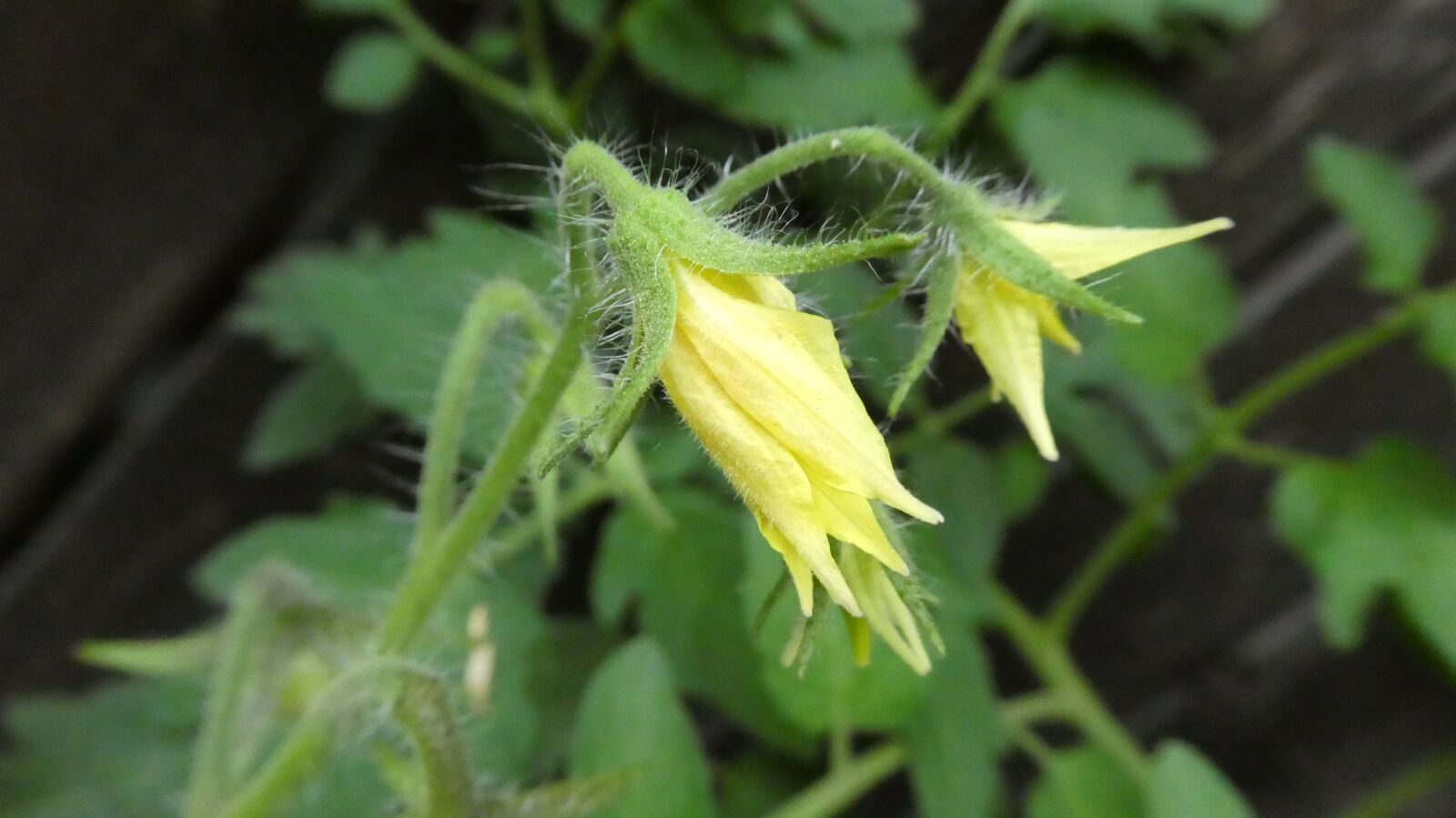 Panasonic DMC-TZ81 sample photo. Tomato, blossom, bloom photography
