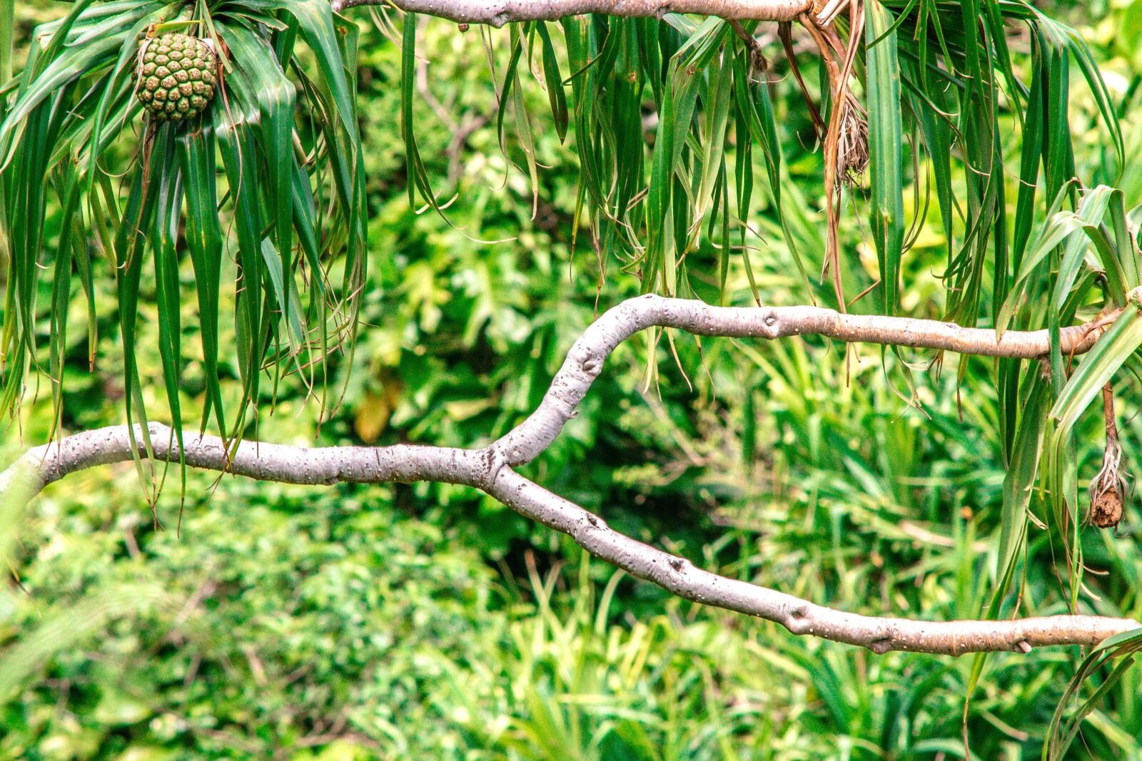 Nikon D5200 sample photo. Green leaves, branch, forest photography