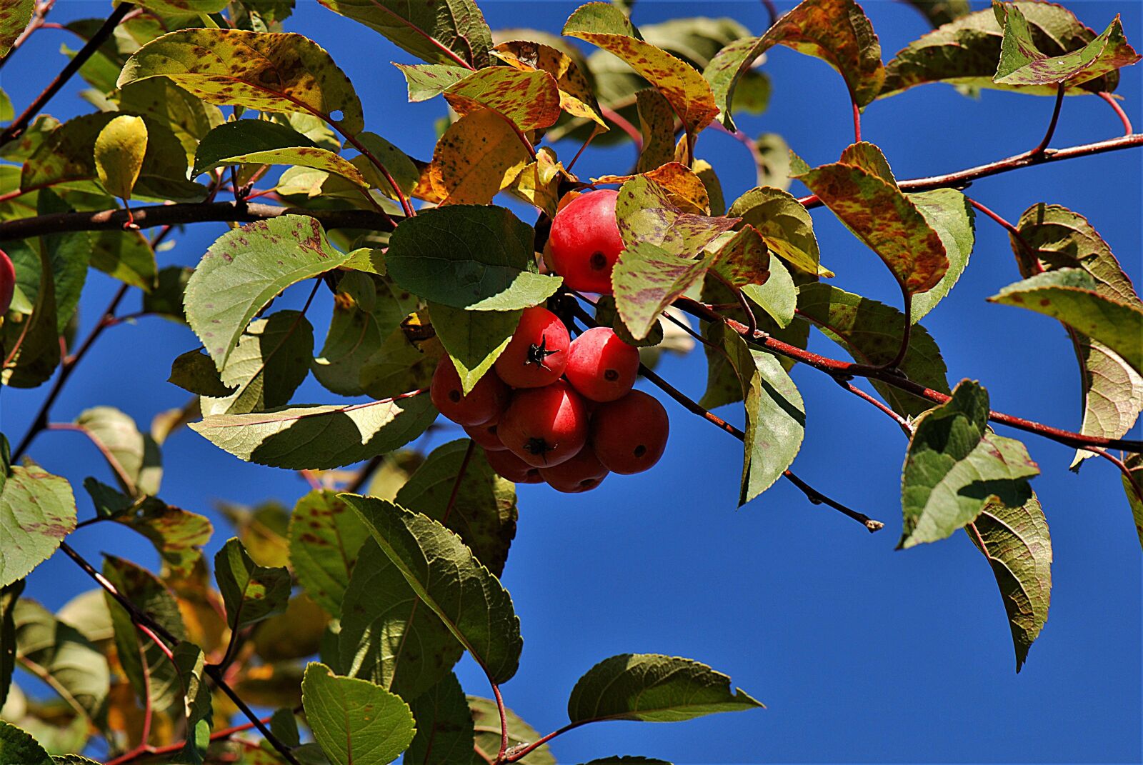 Nikon D80 sample photo. Embellishment, tree, fruit photography