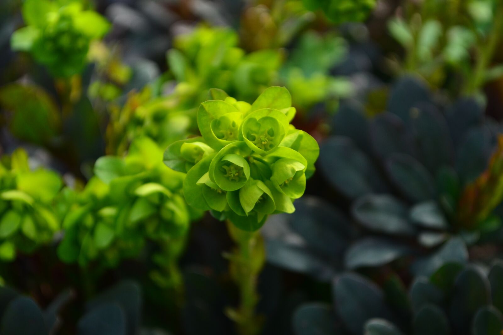 Nikon D3100 sample photo. Plants, flowers, nature photography