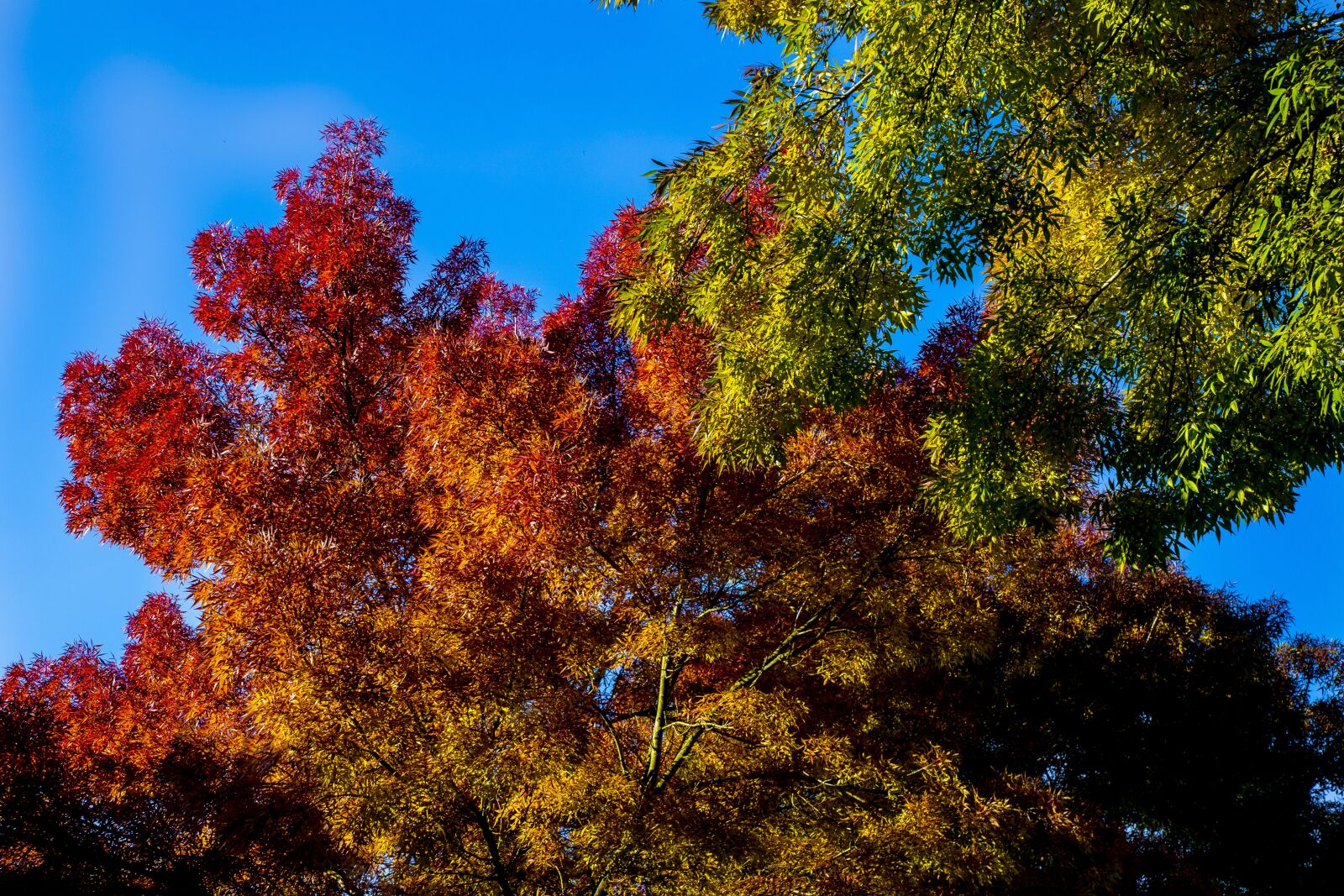 Canon EOS 6D + Canon EF 24-105mm F4L IS USM sample photo. Colors, autumn, tree photography