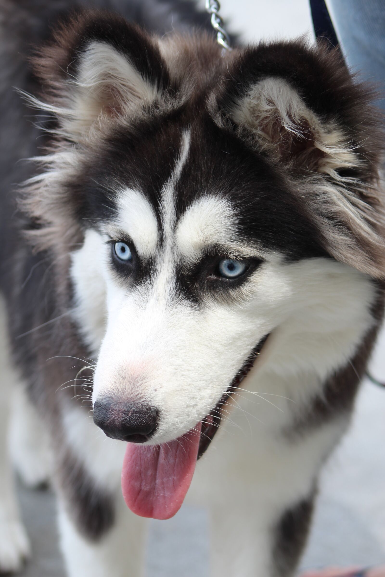 Canon EF75-300mm f/4-5.6 sample photo. Beautiful eyes, siberian husky photography
