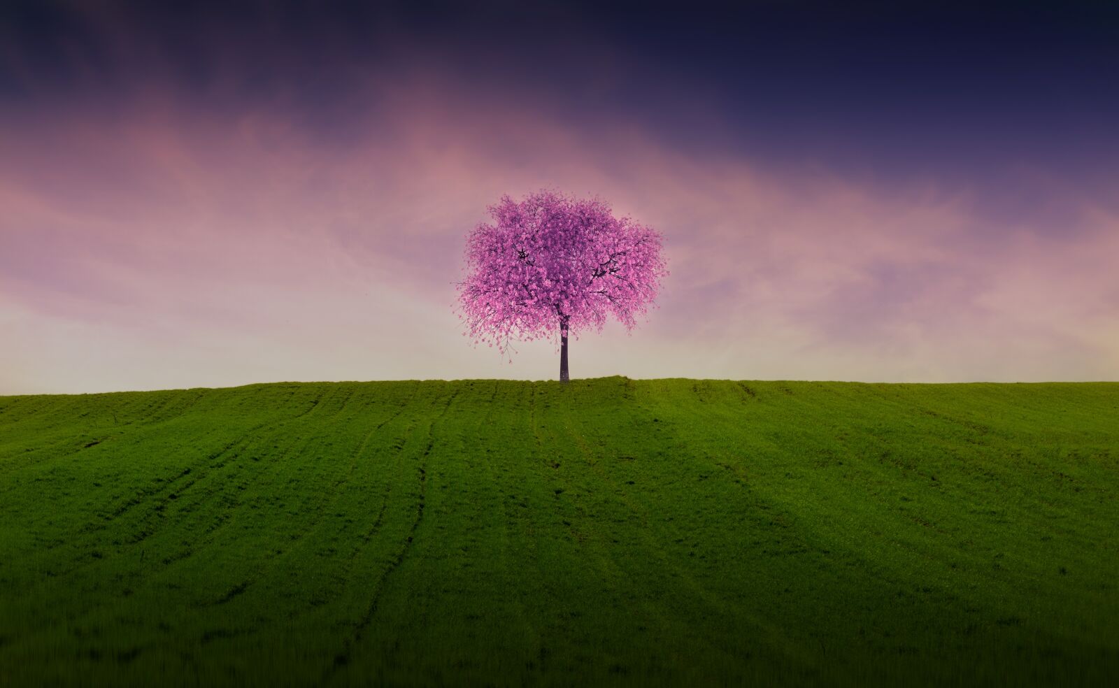 Nikon D7000 sample photo. Tree, spring, green photography