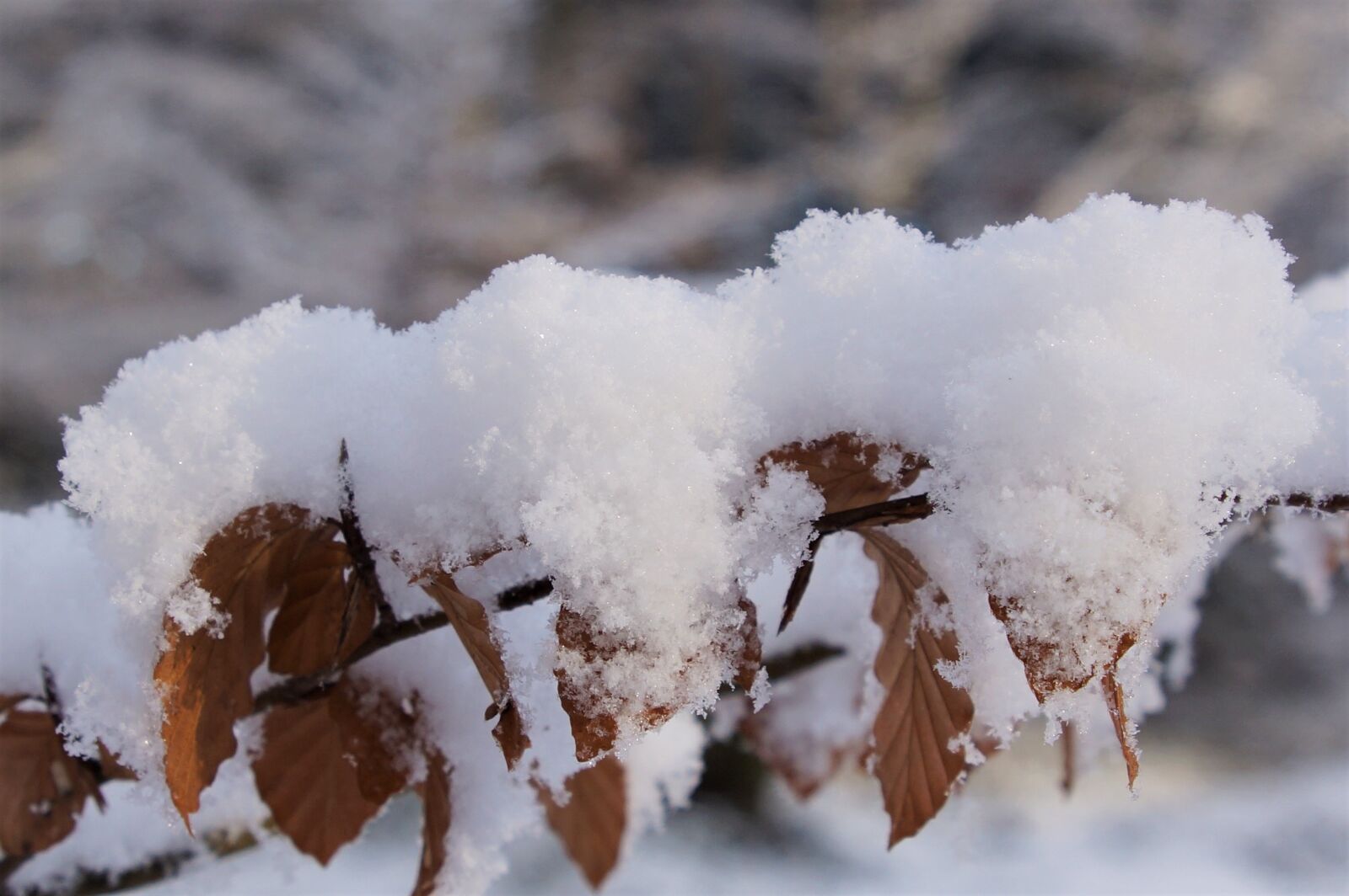 24-70mm F2.8 sample photo. Snow, winter, branch photography