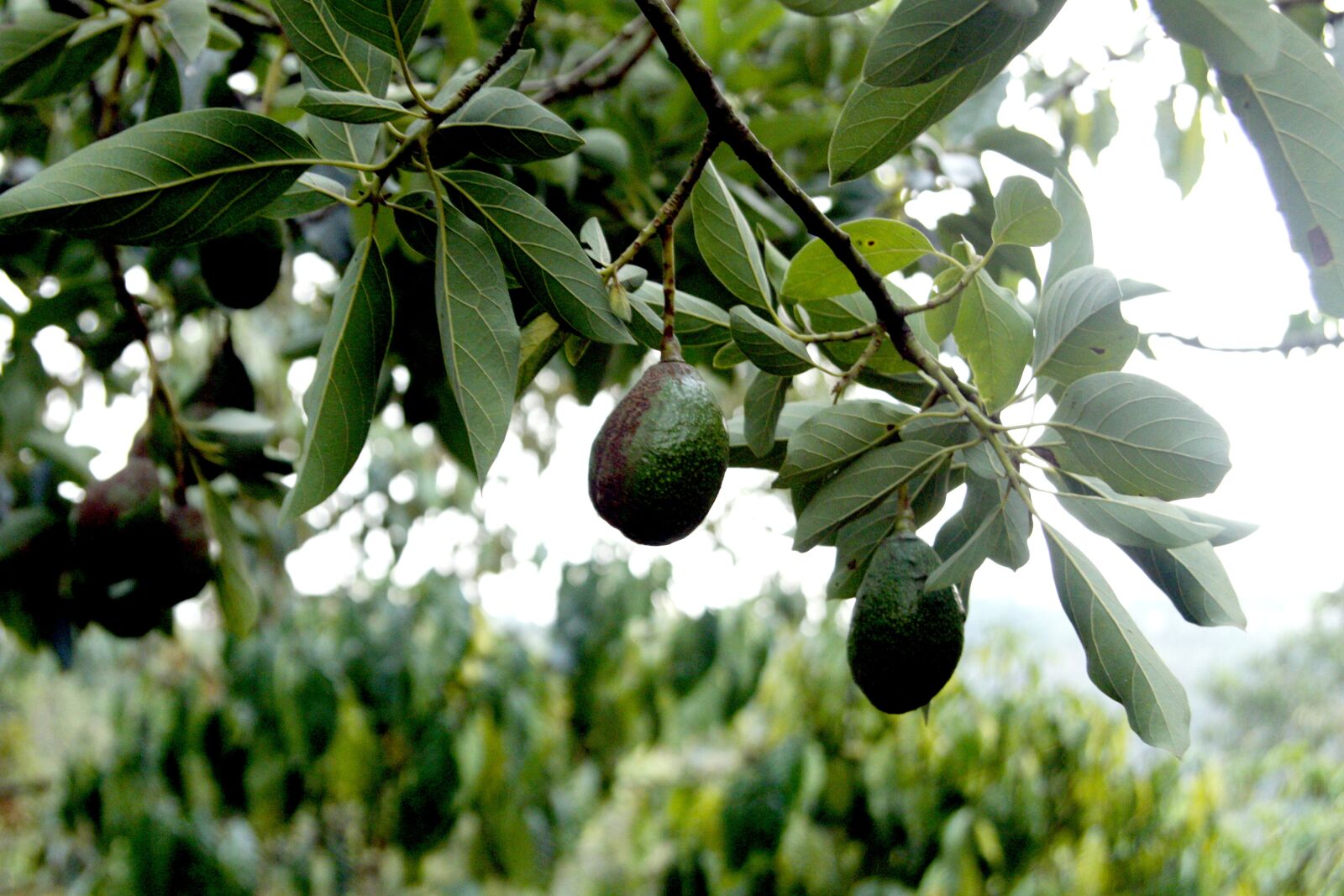 Canon EOS 50D sample photo. Avocado, bunch of avocado photography