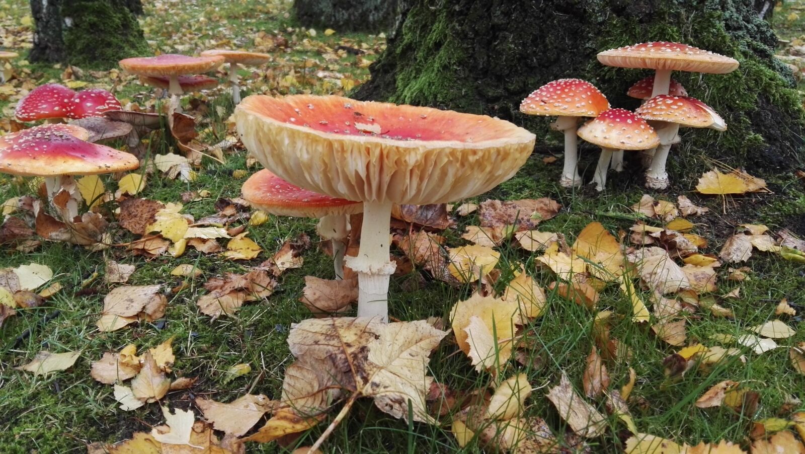 HUAWEI GRA-L09 sample photo. Mushrooms, matryoshka, forest photography