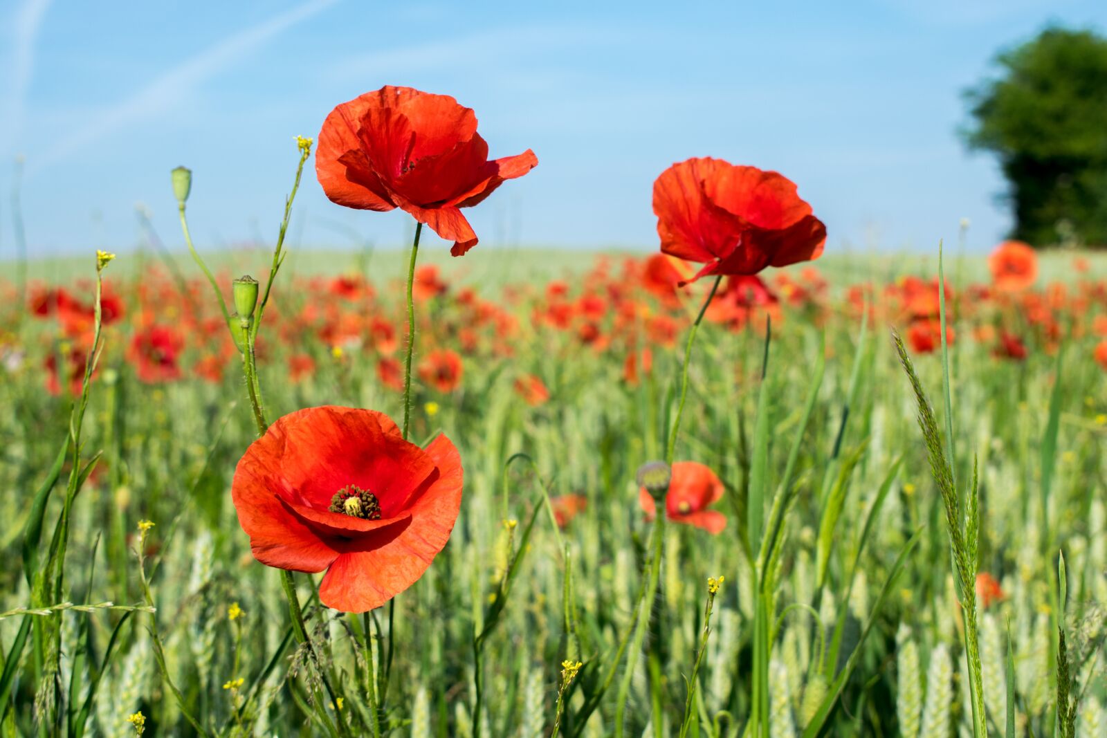 Nikon D3300 sample photo. Field, poppy, cornfield photography
