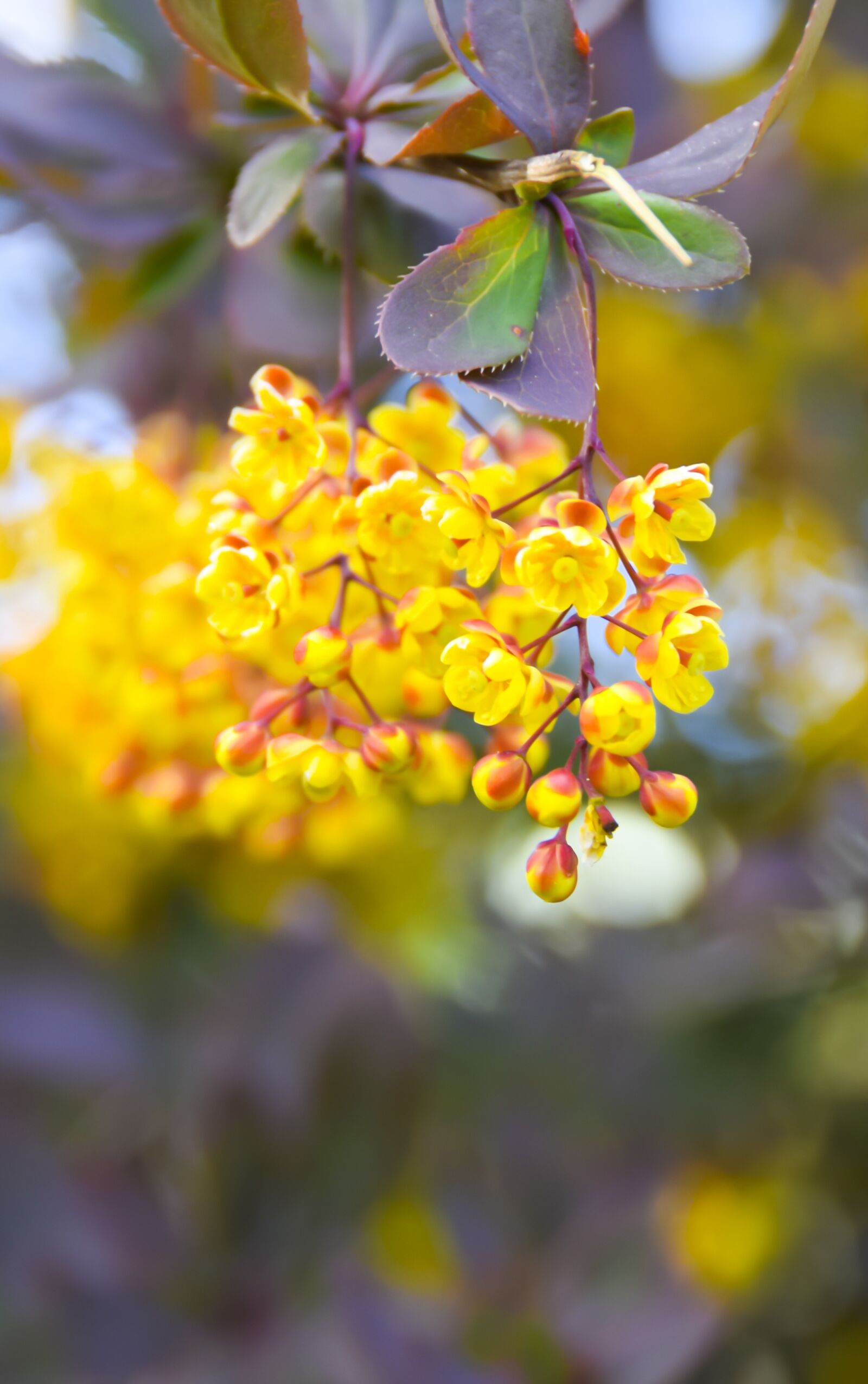Nikon D5300 sample photo. Flower, nature, yellow photography