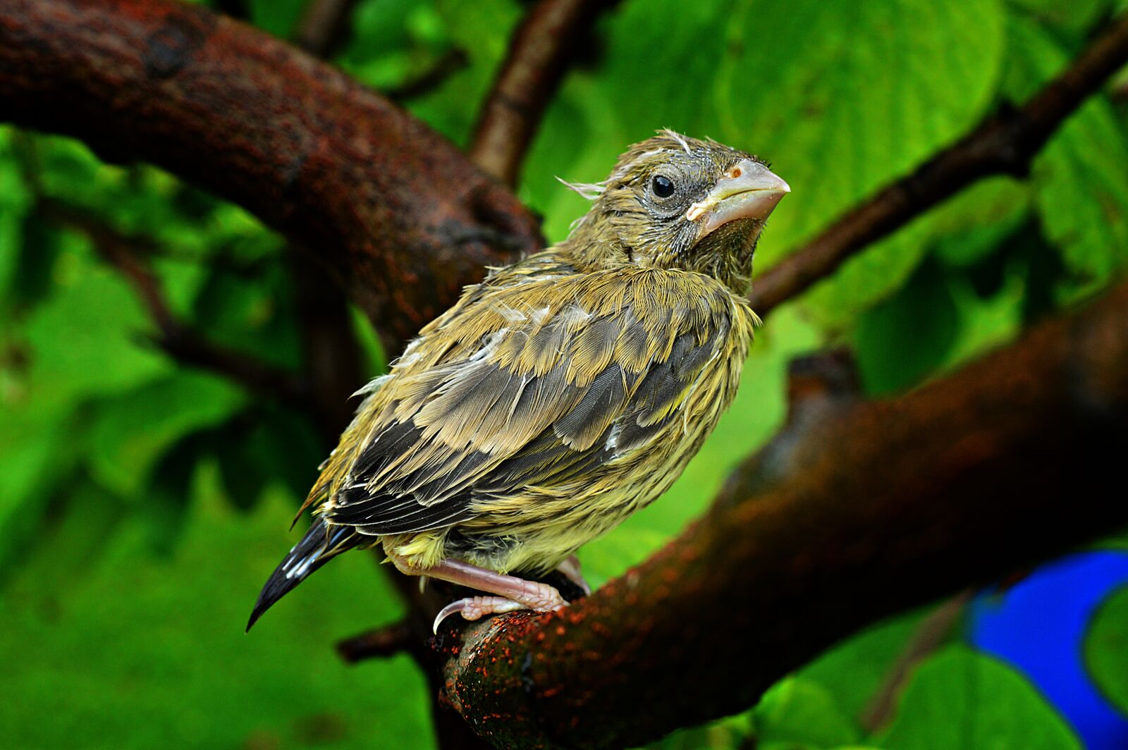Nikon D3200 sample photo. Bird, bird-chick, chick photography