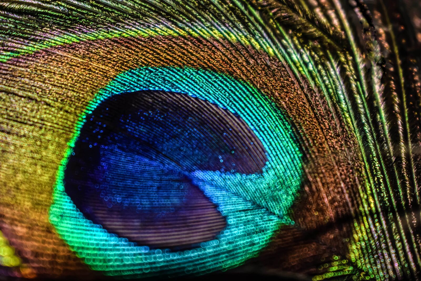 Nikon D3300 sample photo. Peacock, bird, feathers photography