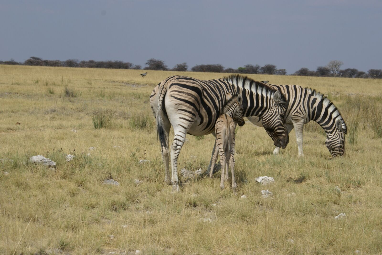 Sony Alpha DSLR-A100 sample photo. Zebras, steppe, africa photography