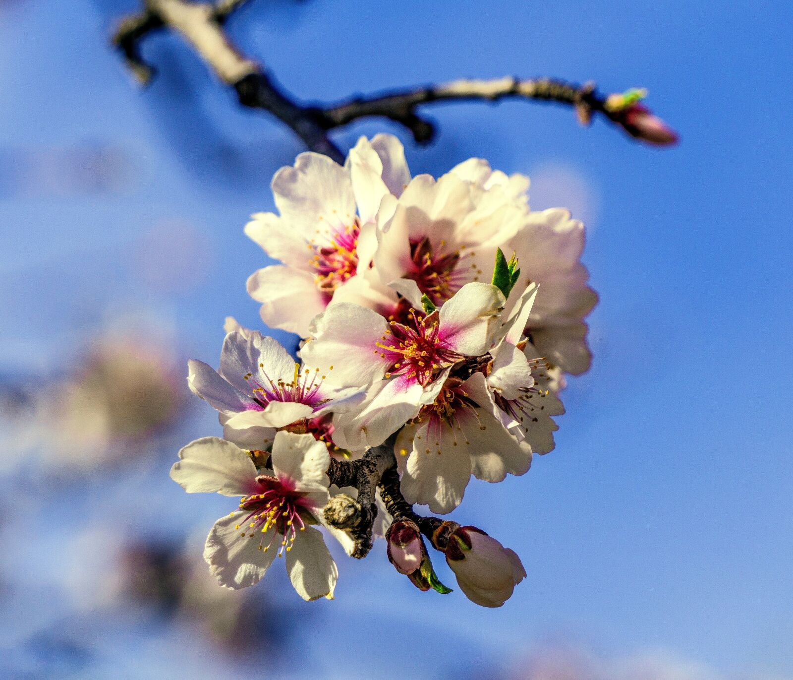 Sony E 55-210mm F4.5-6.3 OSS sample photo. Flower, branch, tree photography