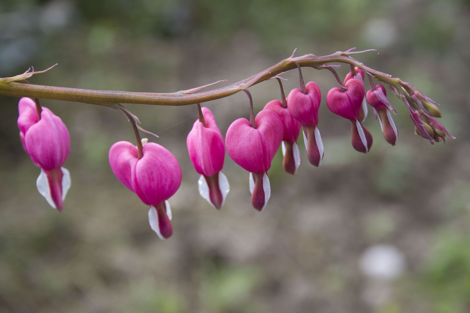 Canon EOS 80D sample photo. Flower, heart, bleeding heart photography