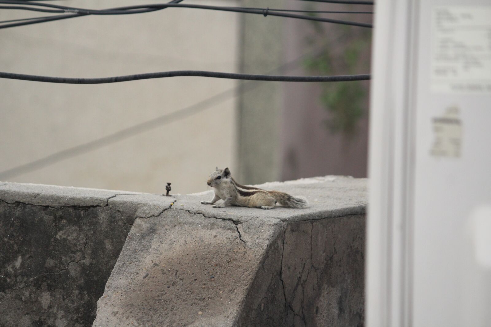 Canon EOS 1200D (EOS Rebel T5 / EOS Kiss X70 / EOS Hi) sample photo. Squirrel, relaxing, animal photography