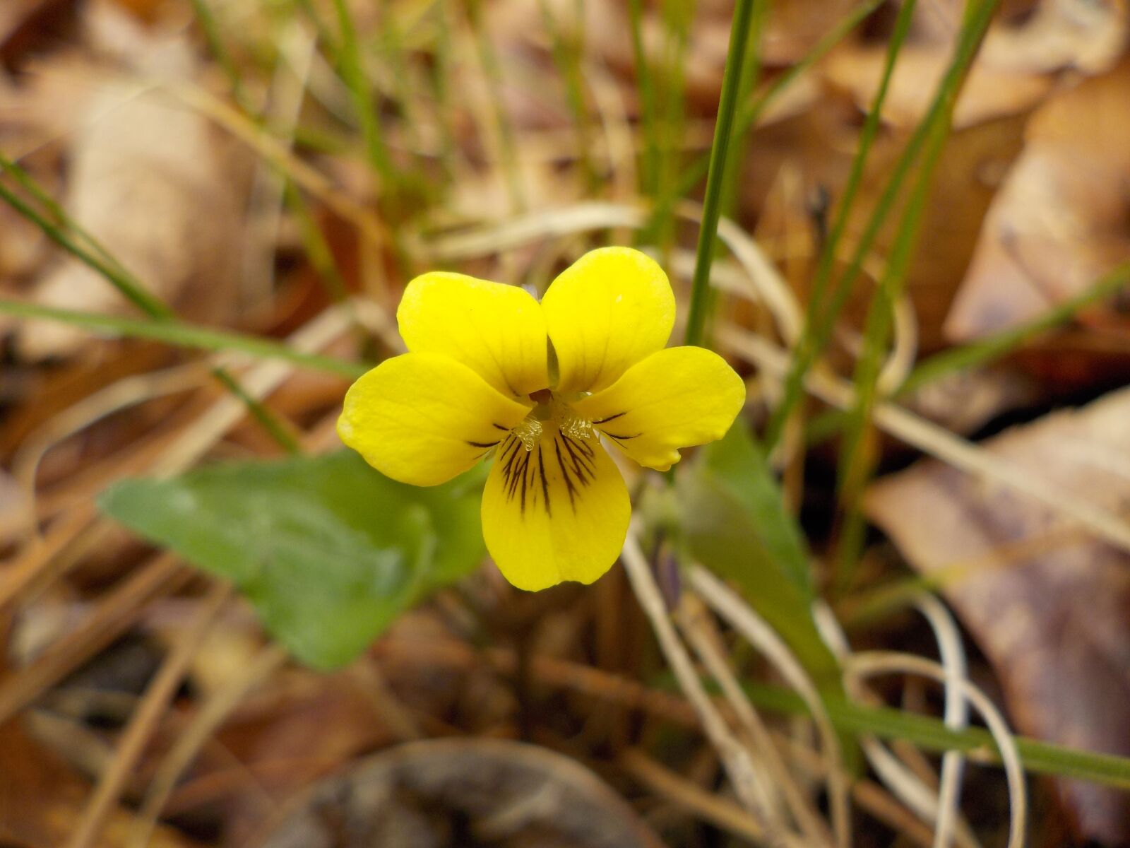 Nikon Coolpix S33 sample photo. Wildflower, flower, plant photography