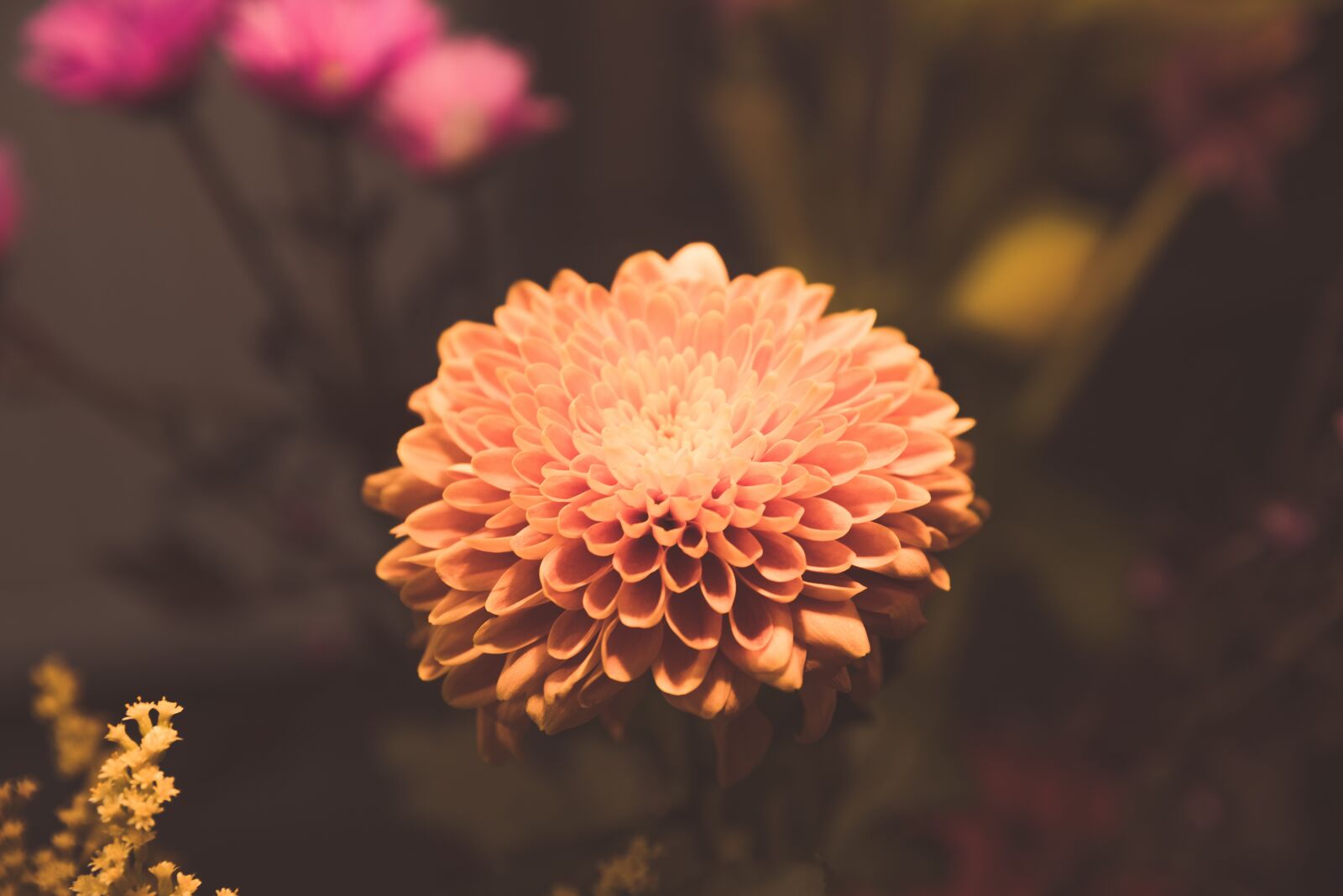 Canon EOS 5D Mark IV sample photo. Flowers, petals, nature photography