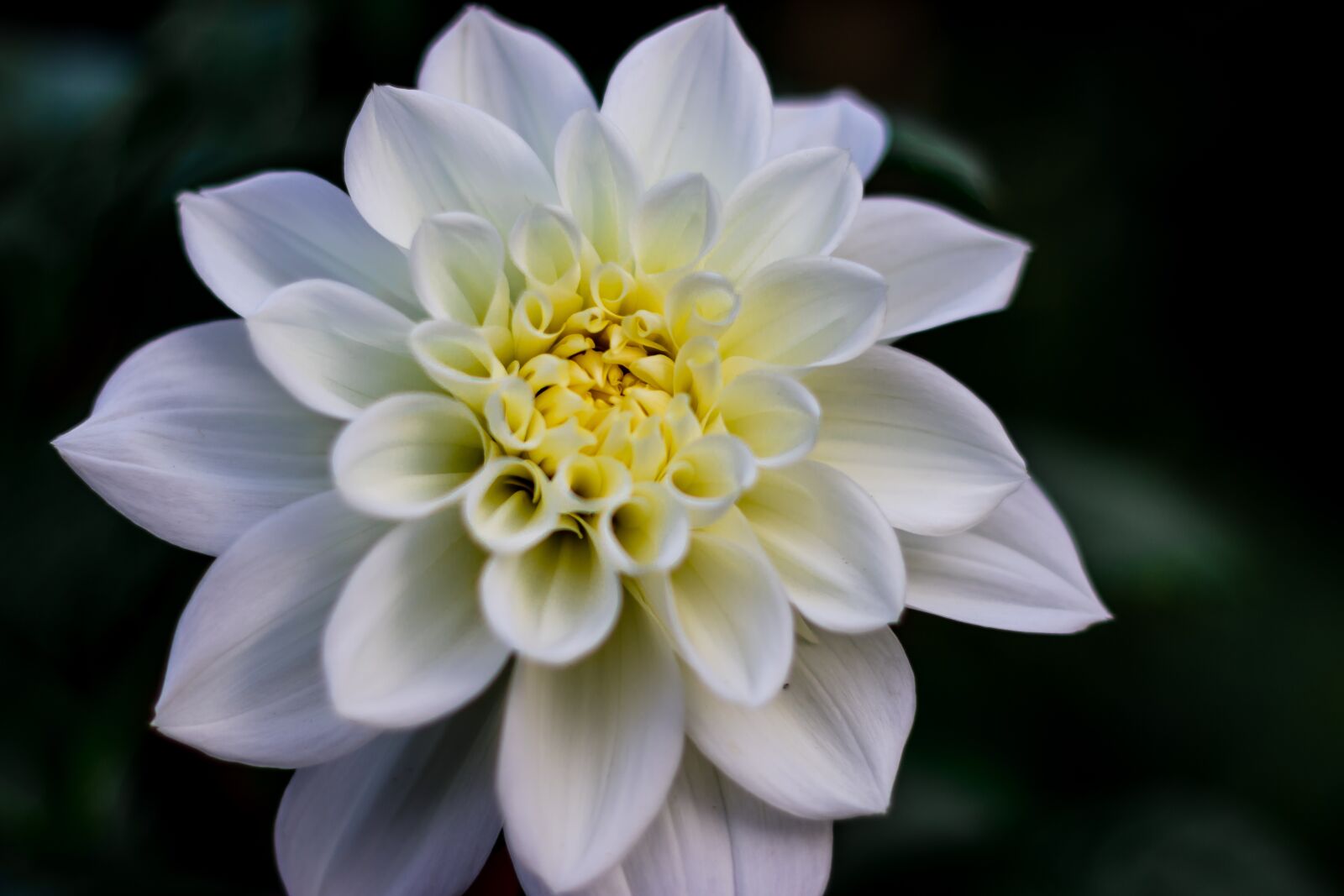 Canon EF 50mm F1.8 STM sample photo. Flower, white, daiya flowers photography