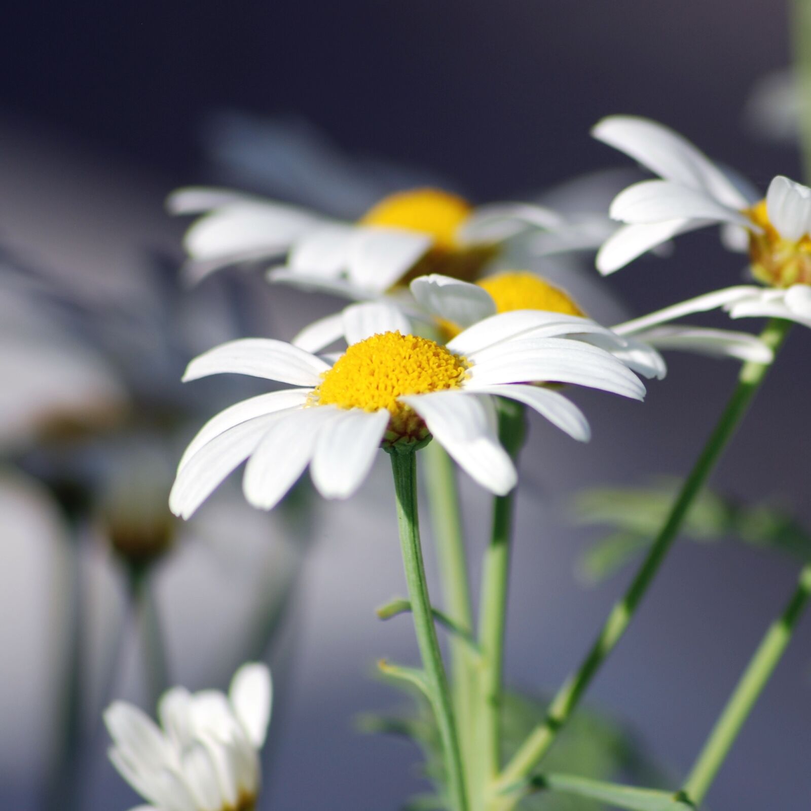 Nikon D60 sample photo. Flower, denmark, summer photography