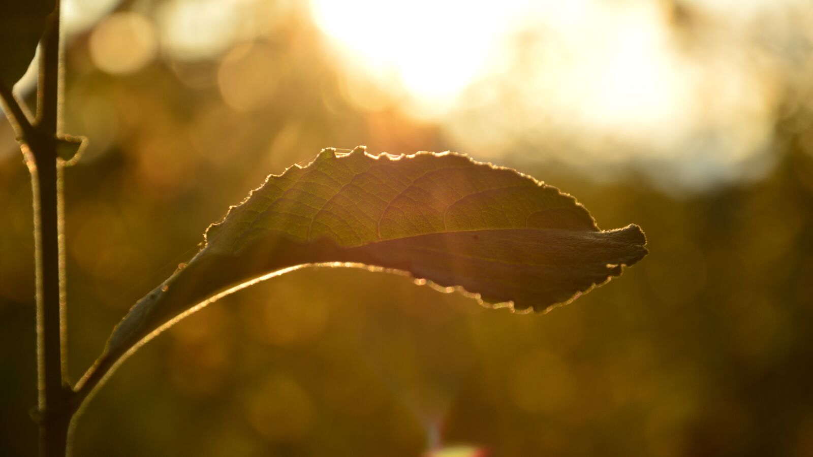 Nikon D3200 sample photo. Leaf, the sun, nature photography