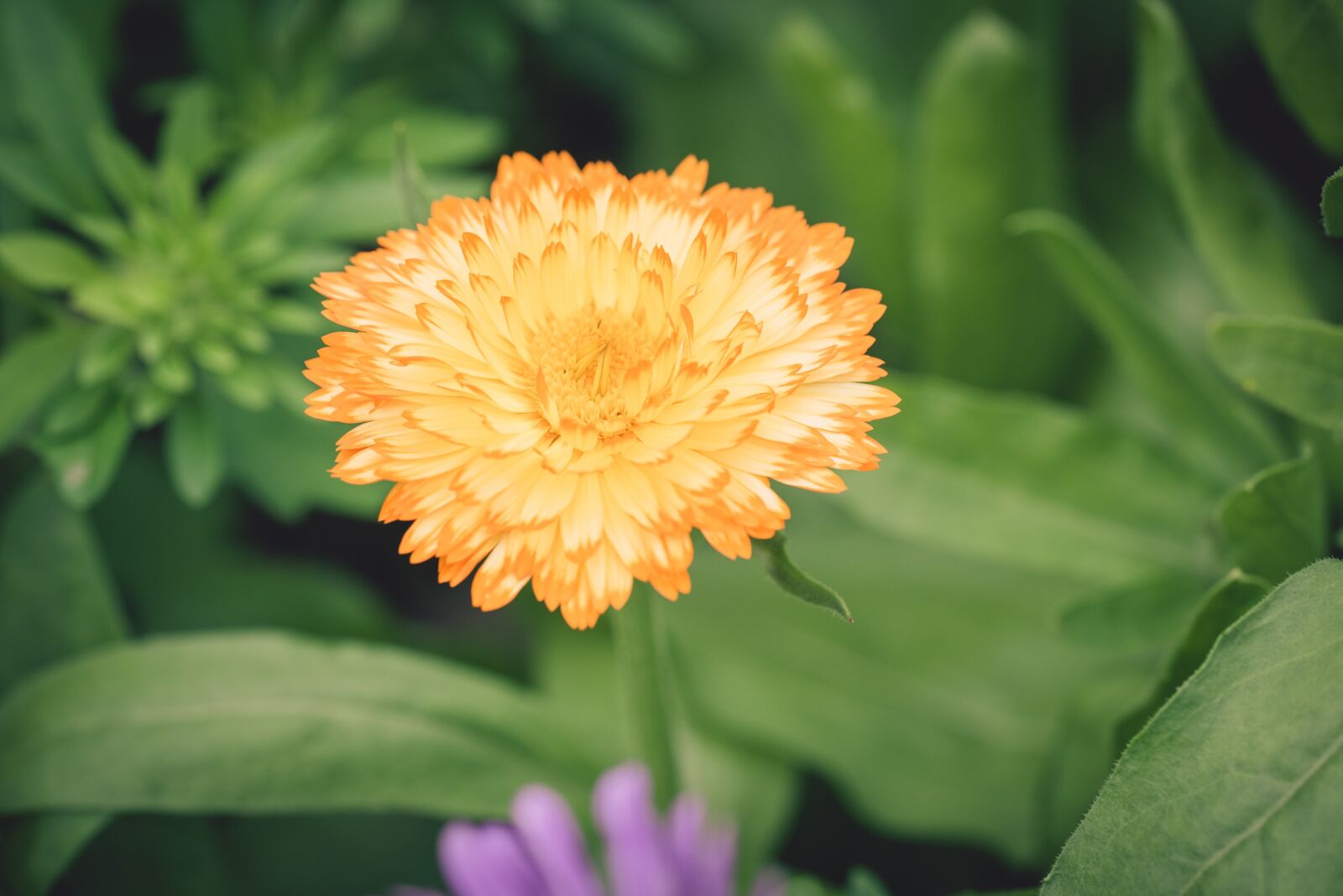 Nikon D750 sample photo. Flower, blossom, bloom photography