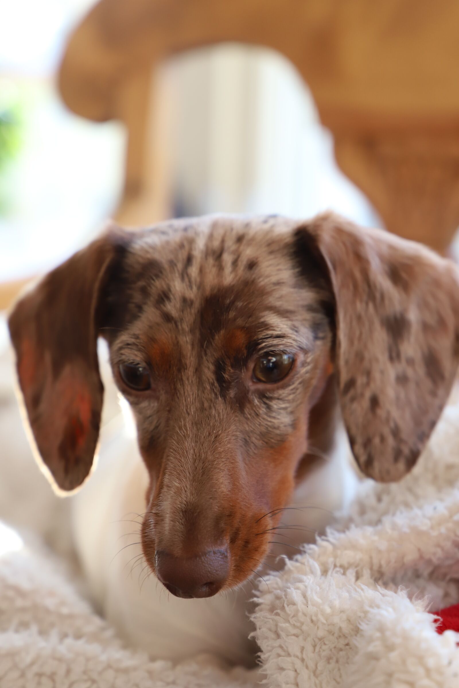 Canon EOS 6D Mark II sample photo. Cute, dog, animals photography