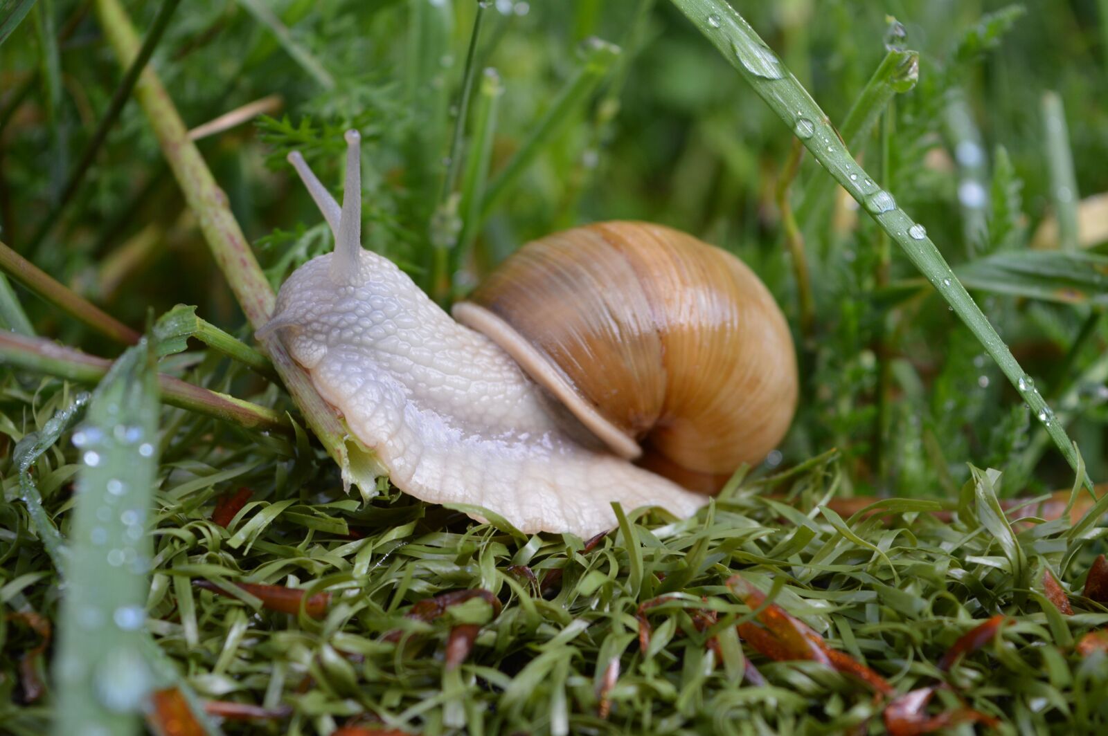 Nikon D3200 sample photo. Snail, grass, green photography