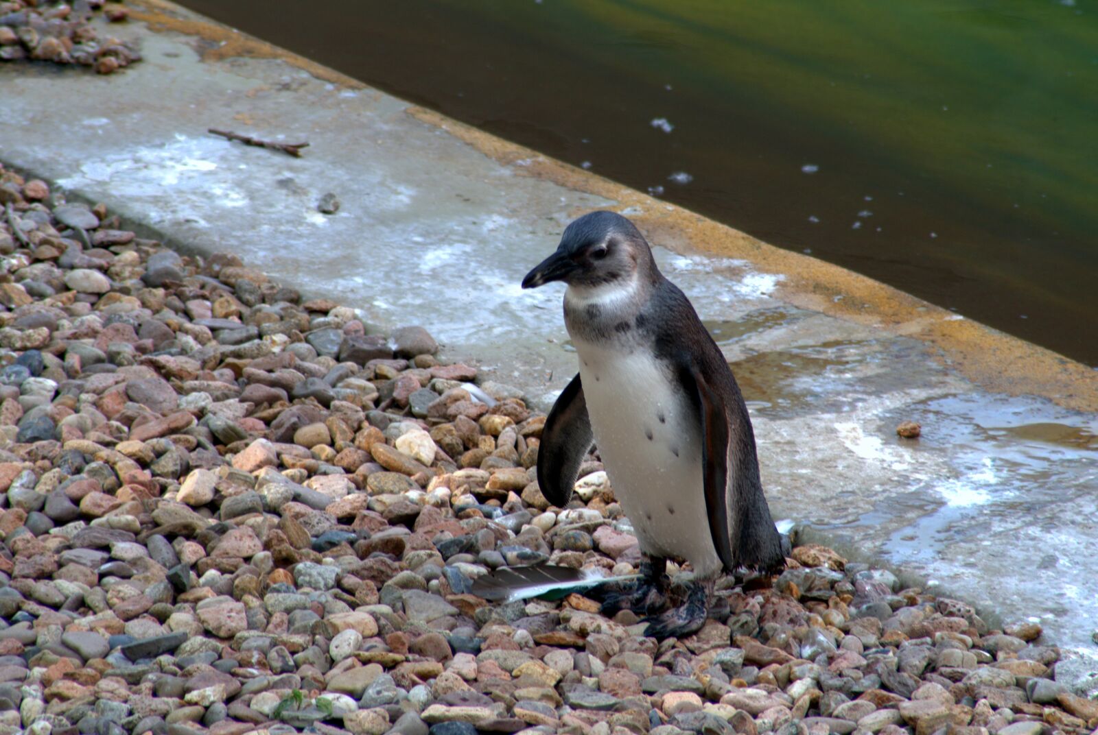 Pentax K-S2 sample photo. Penguin, bird, water bird photography
