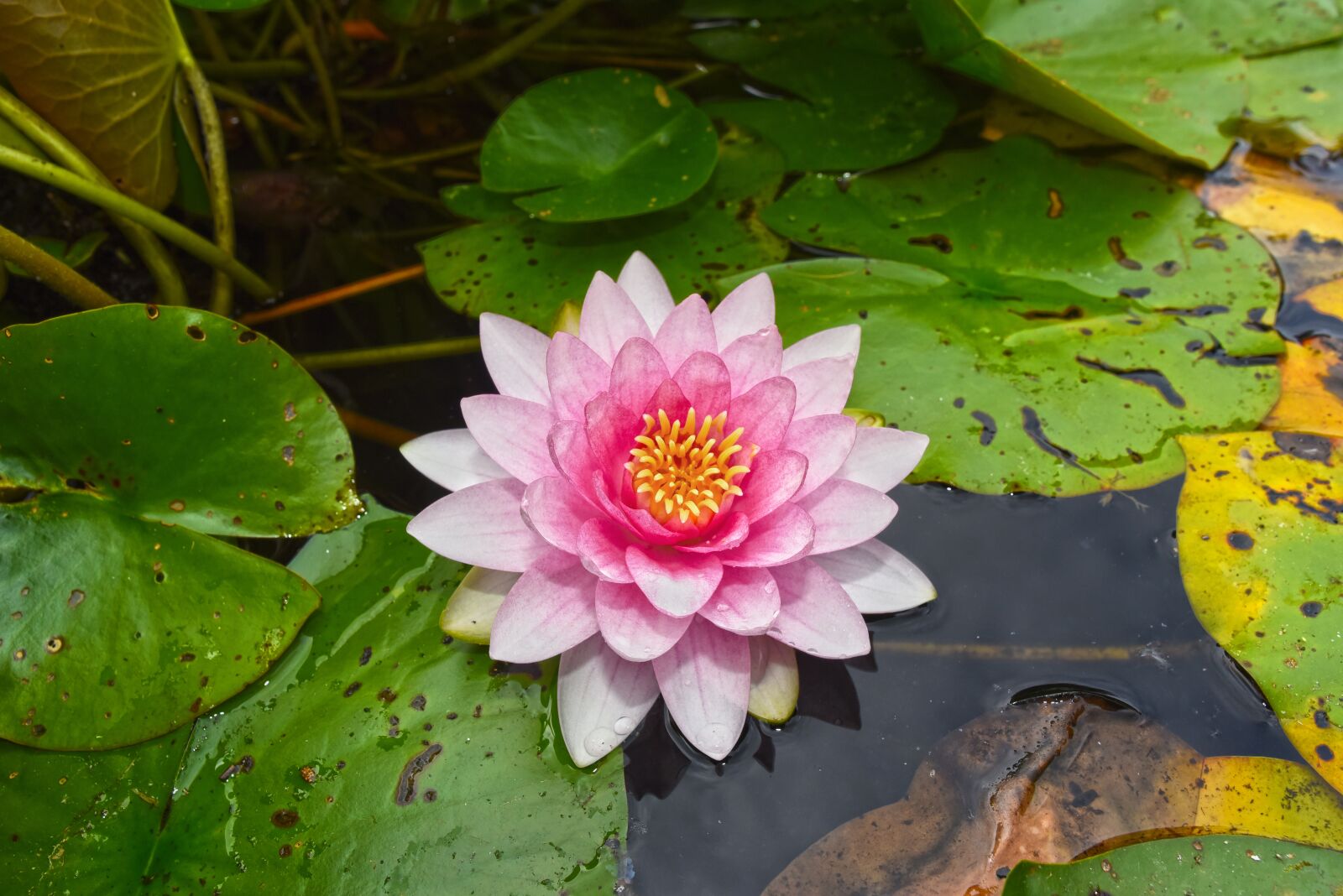 Nikon D750 sample photo. Water lily, aquatic herb photography