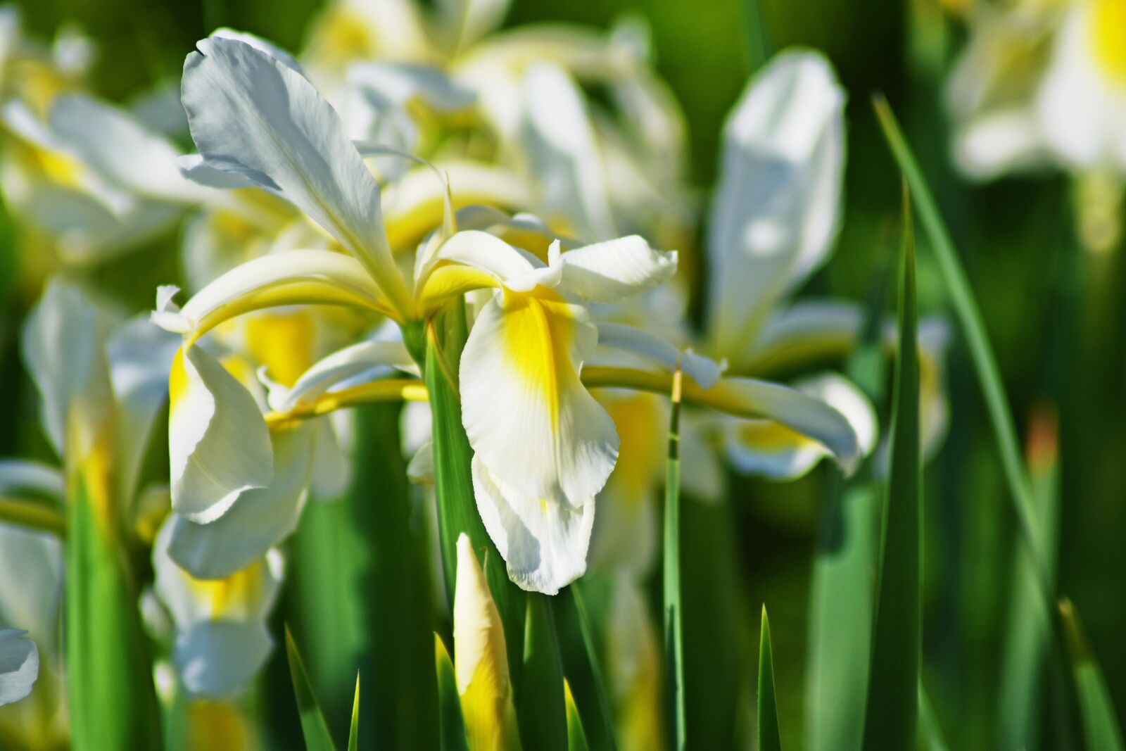 Nikon D3400 sample photo. Flower, plant, garden photography