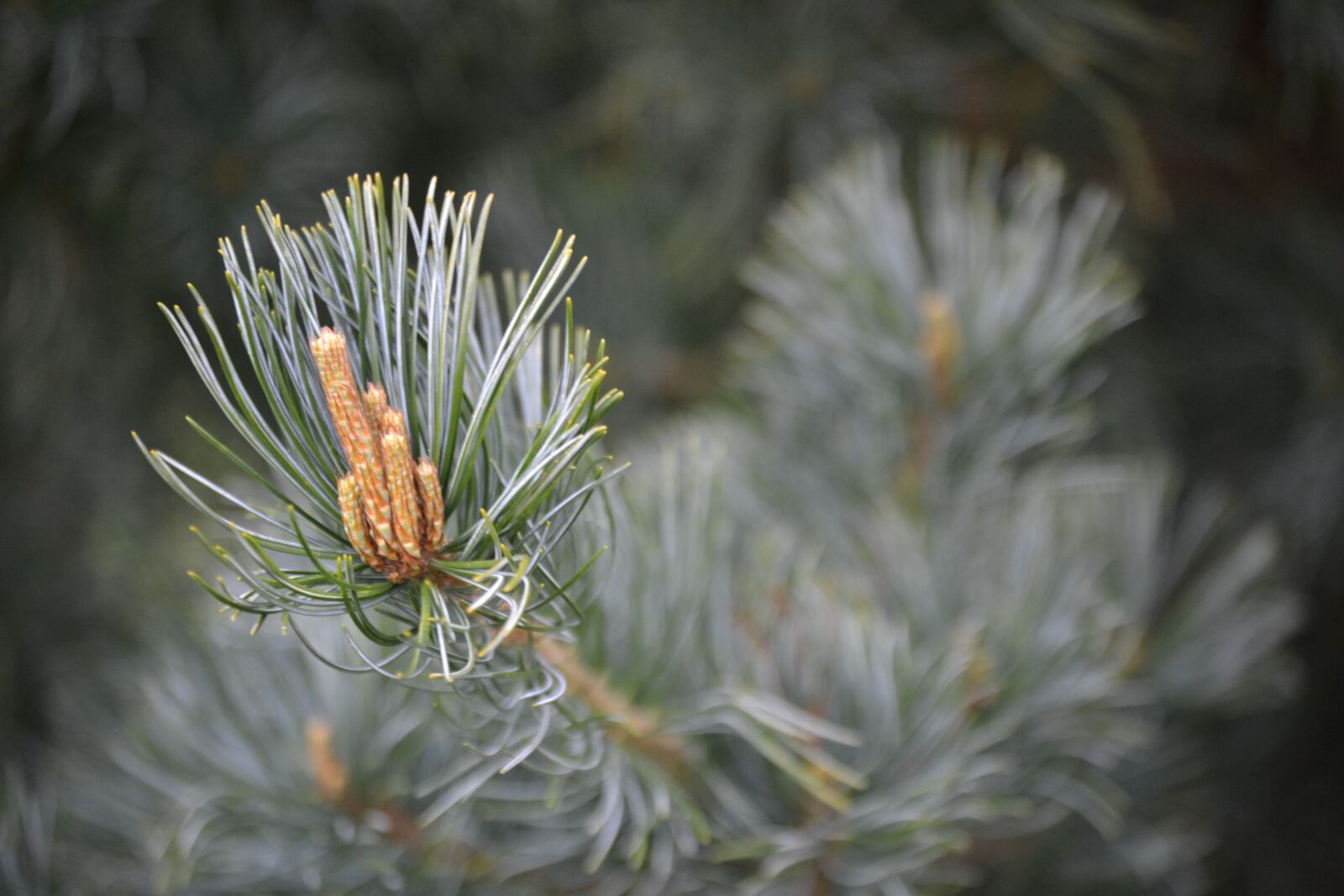 Nikon D3100 sample photo. Pine buds, branch, spring photography