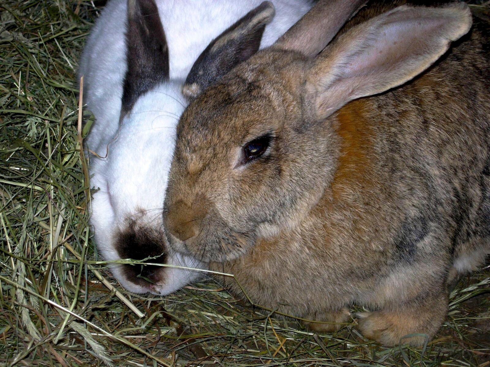 Nikon E4200 sample photo. Rabbit, animals, nature photography