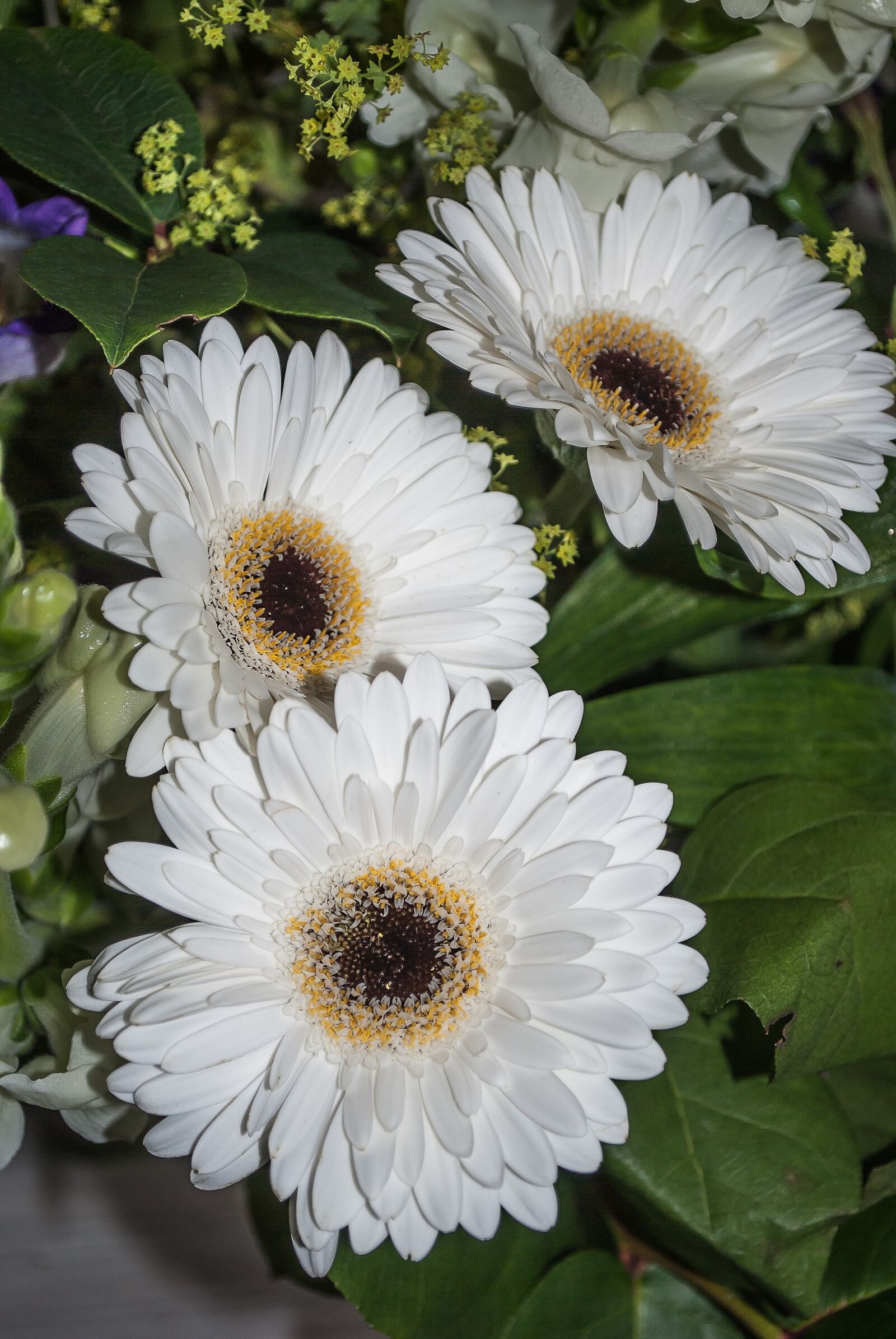 Nikon D3000 sample photo. Gerbera, flower, white photography