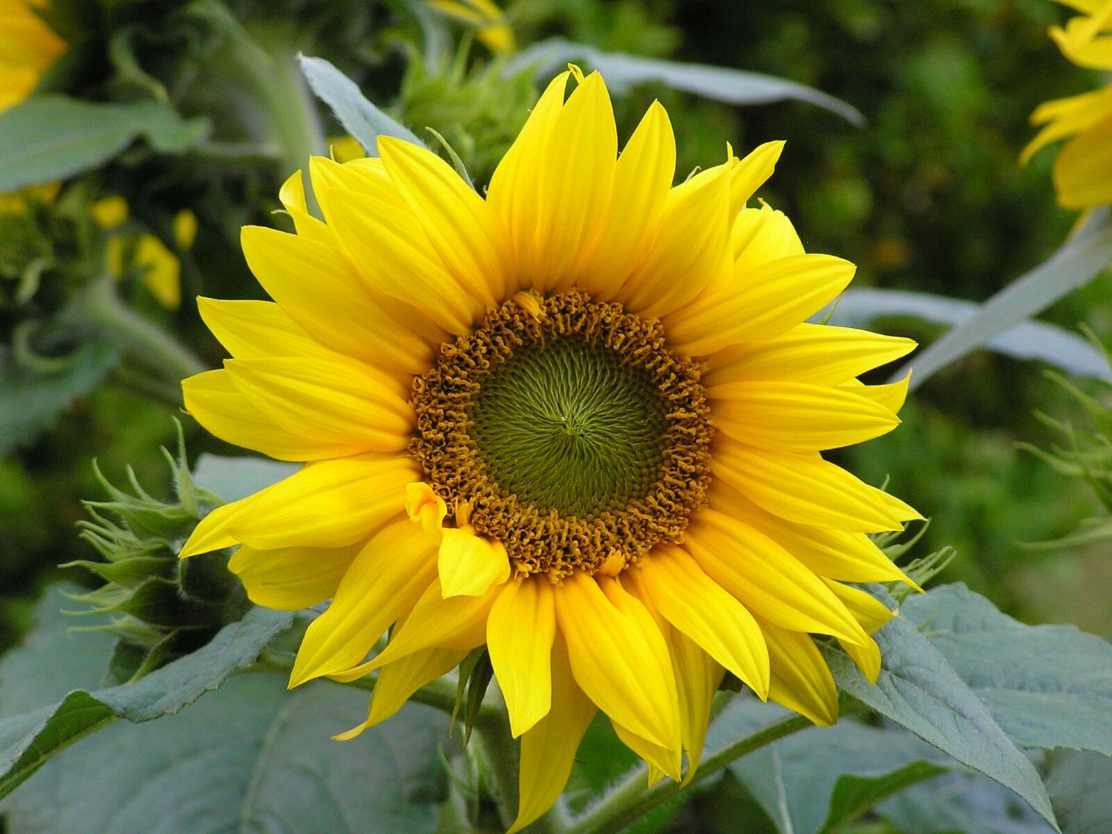 Olympus C760UZ sample photo. Flower, sunflower, yellow photography