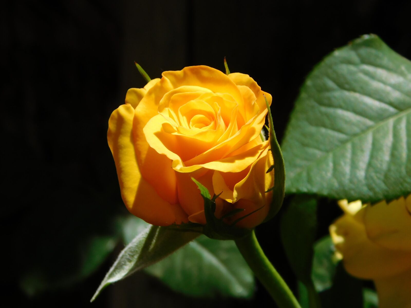 Nikon Coolpix L840 sample photo. Button, yellow, rosa photography