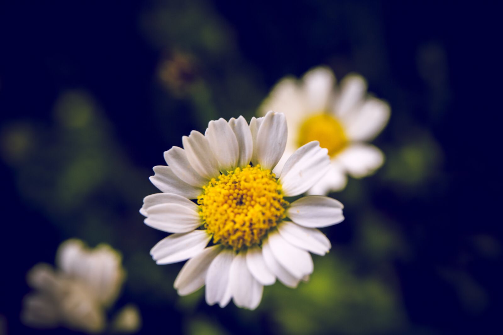 Canon EOS 6D Mark II sample photo. Flora, flower, white photography